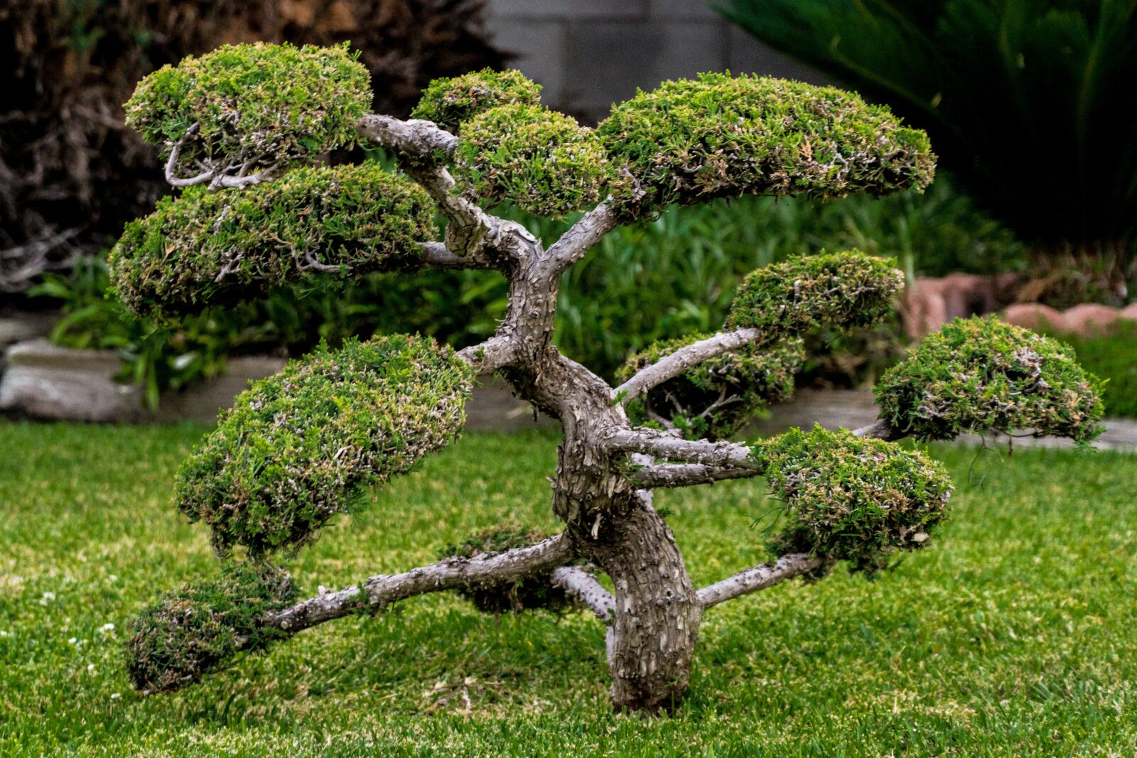 Sony a6000 + Sony E PZ 18-105mm F4 G OSS sample photo. Bonsai, miniature, plant photography