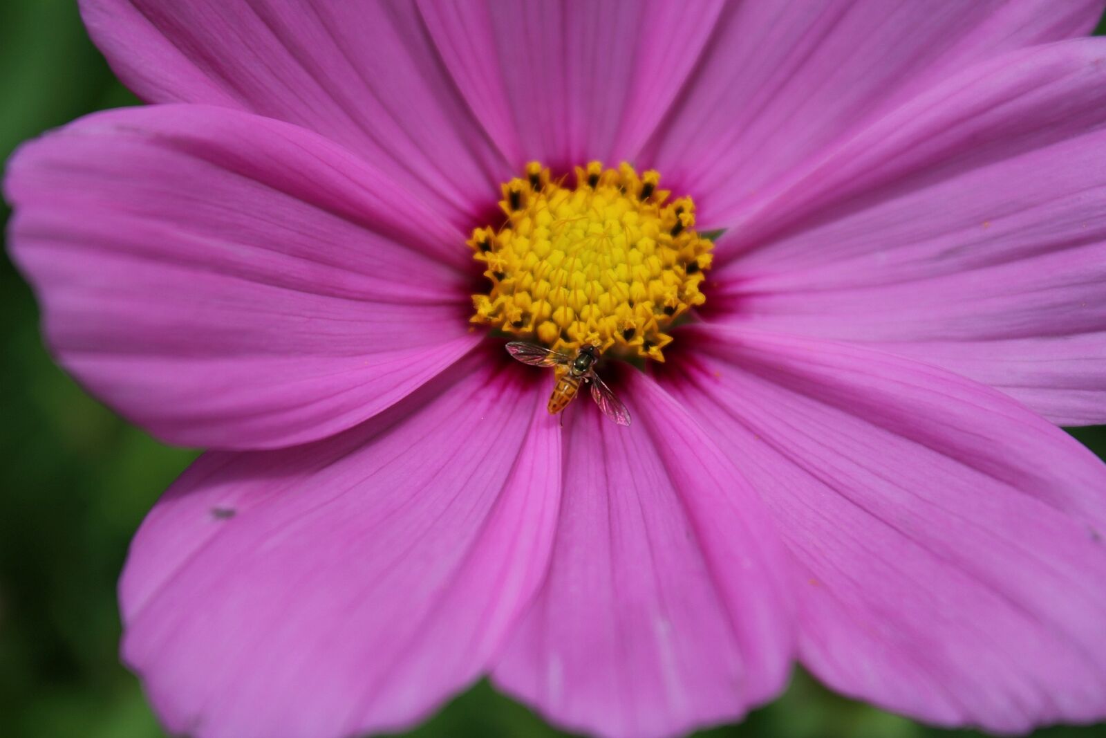 Canon EOS 550D (EOS Rebel T2i / EOS Kiss X4) sample photo. Nature, flower, flora photography