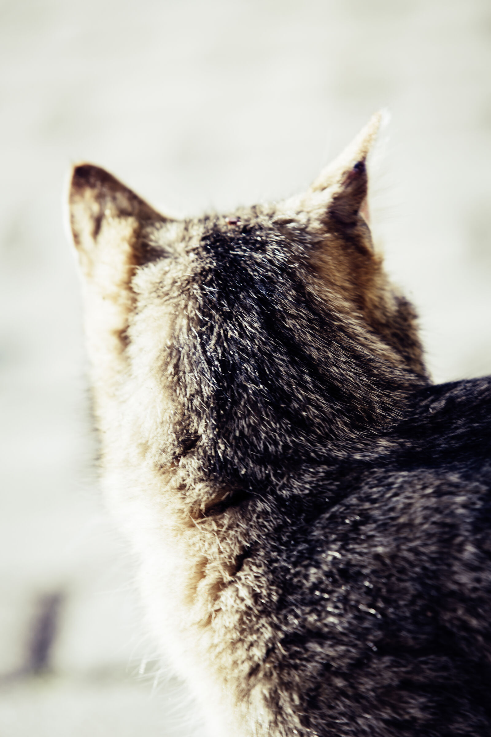 Canon EOS 5D Mark III sample photo. Animal, pet, cute, fur photography