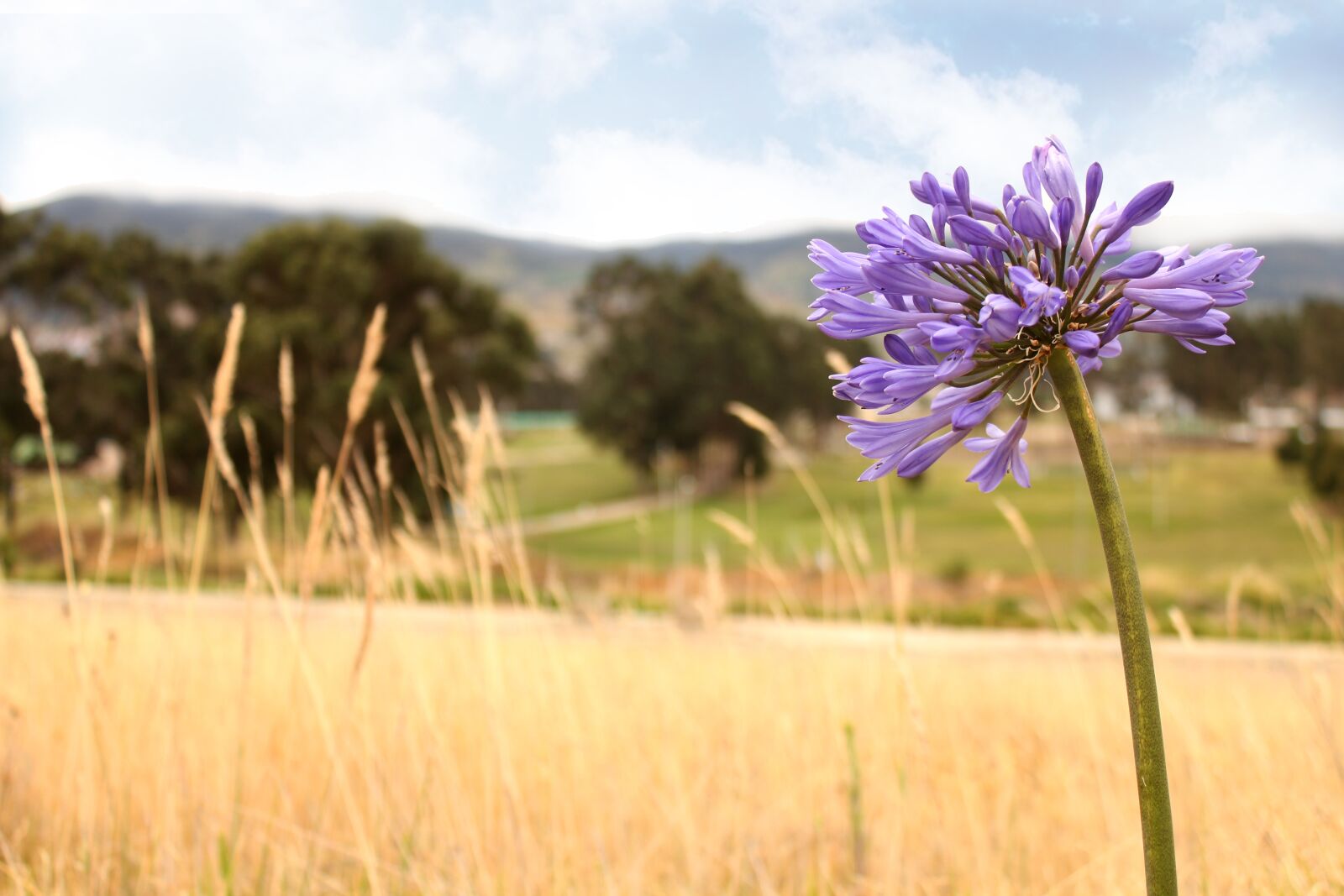 Canon EOS 550D (EOS Rebel T2i / EOS Kiss X4) sample photo. Flor, flores, campo photography