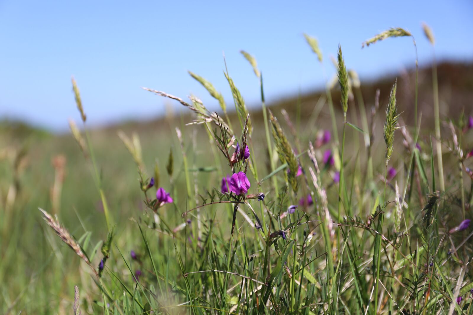 Canon EF 24-70mm F4L IS USM sample photo. Field, grass, hayfield photography