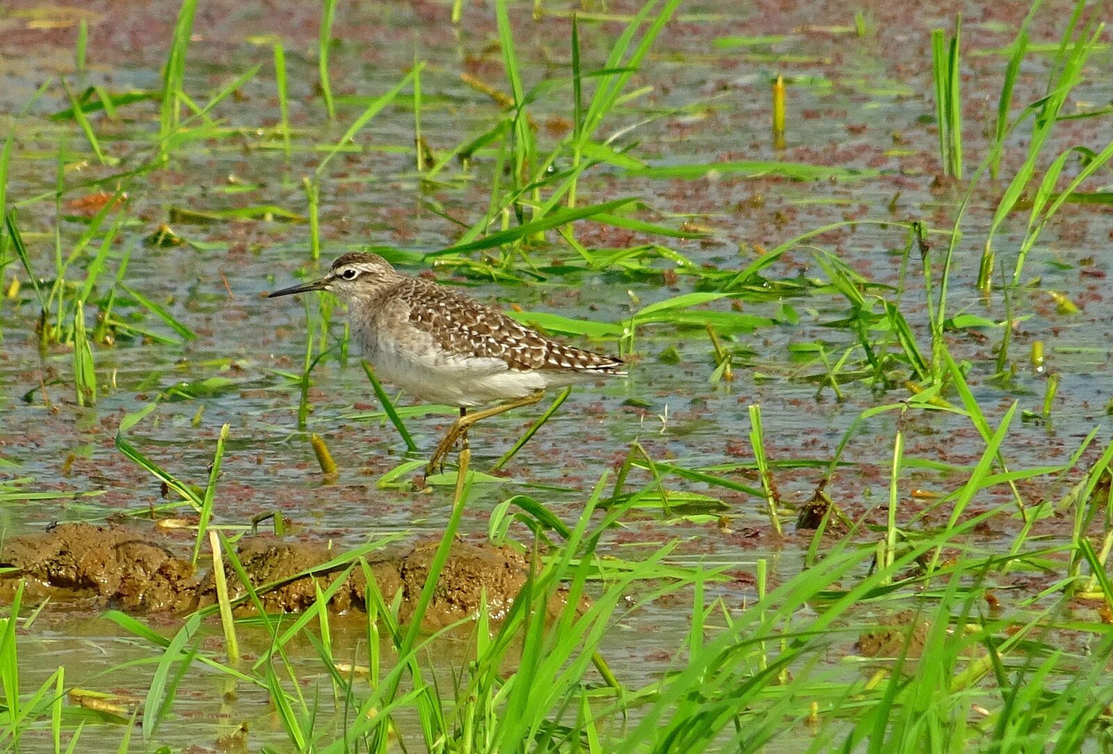 Sony DSC-HX60V sample photo. Bird, wood sandpiper, tringa photography