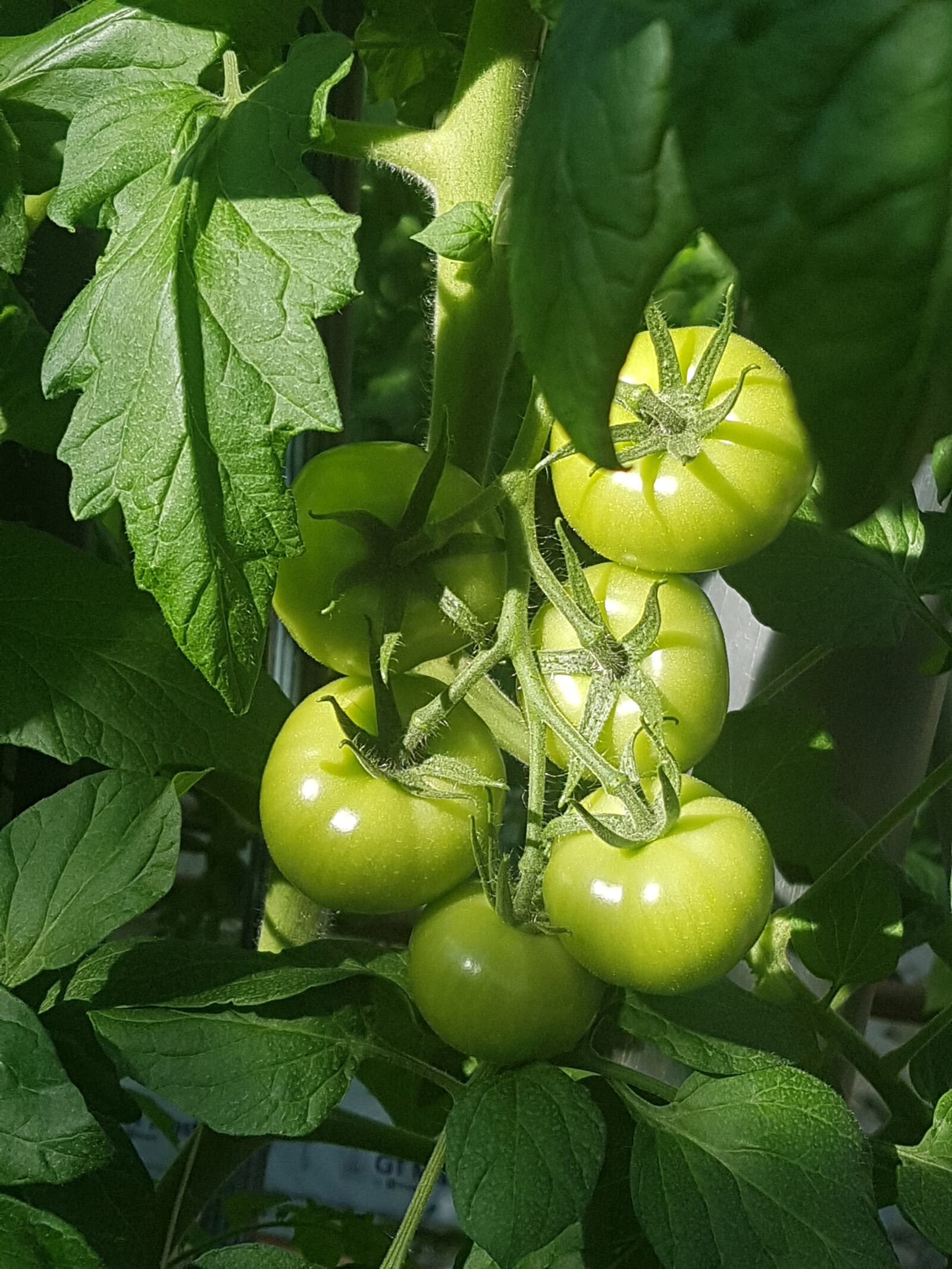 Samsung Galaxy S7 Edge sample photo. Food, leaf, fruit photography