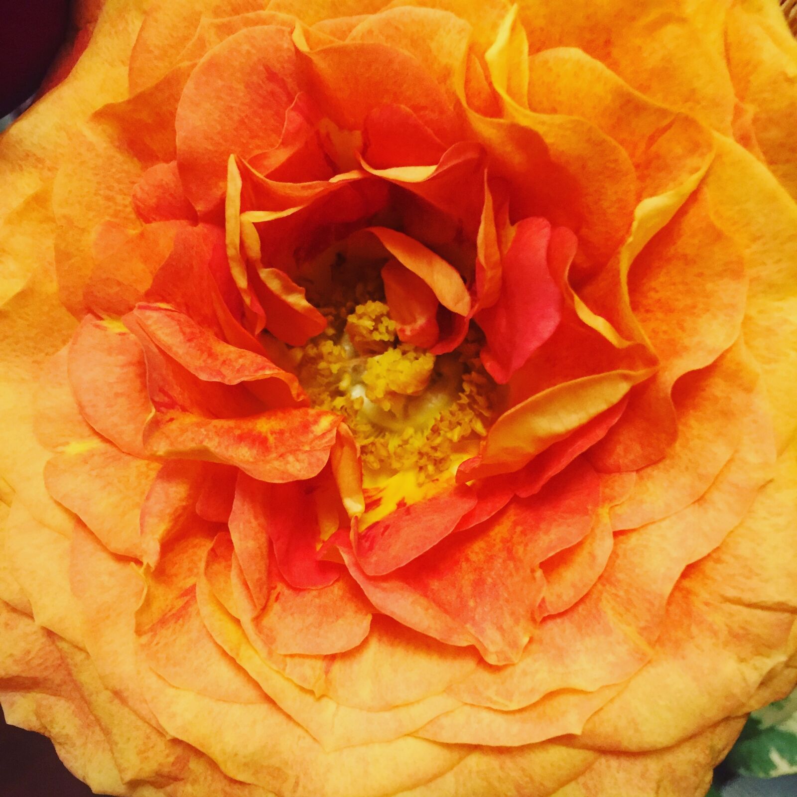 Apple iPhone 6 sample photo. Rose, close, orange photography