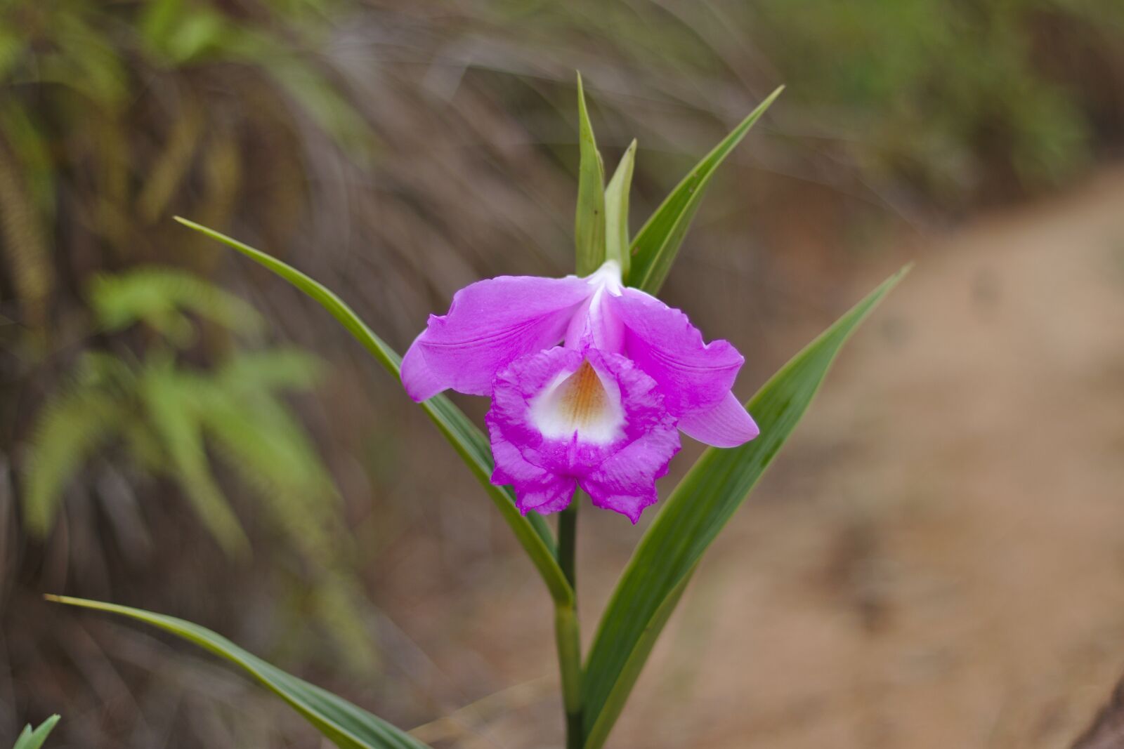Canon EOS 80D + Canon EF 50mm F1.8 STM sample photo. Cattleya, flower, flora photography