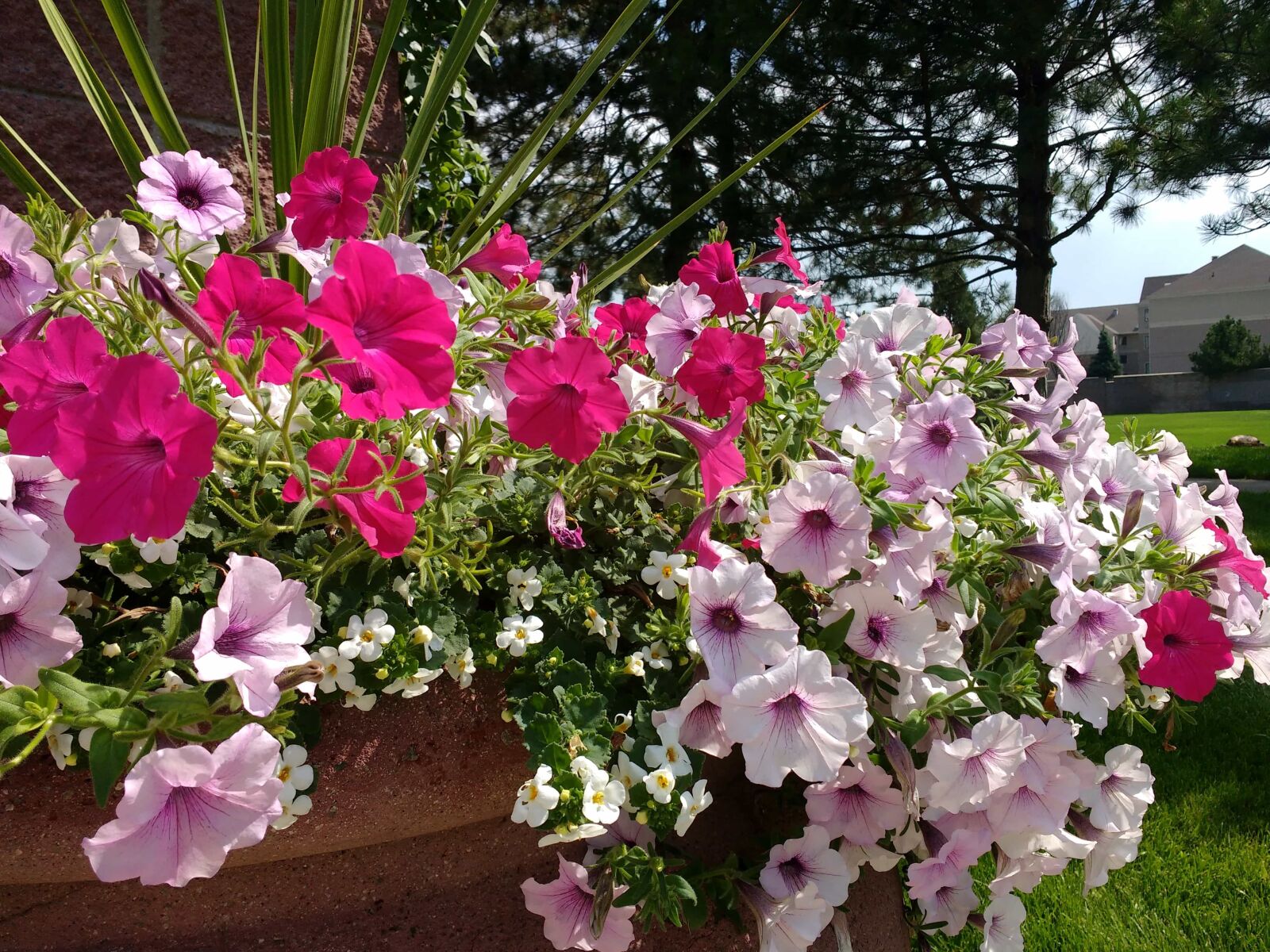 Motorola MotoG3 sample photo. Plant, flower, pink, shrub photography