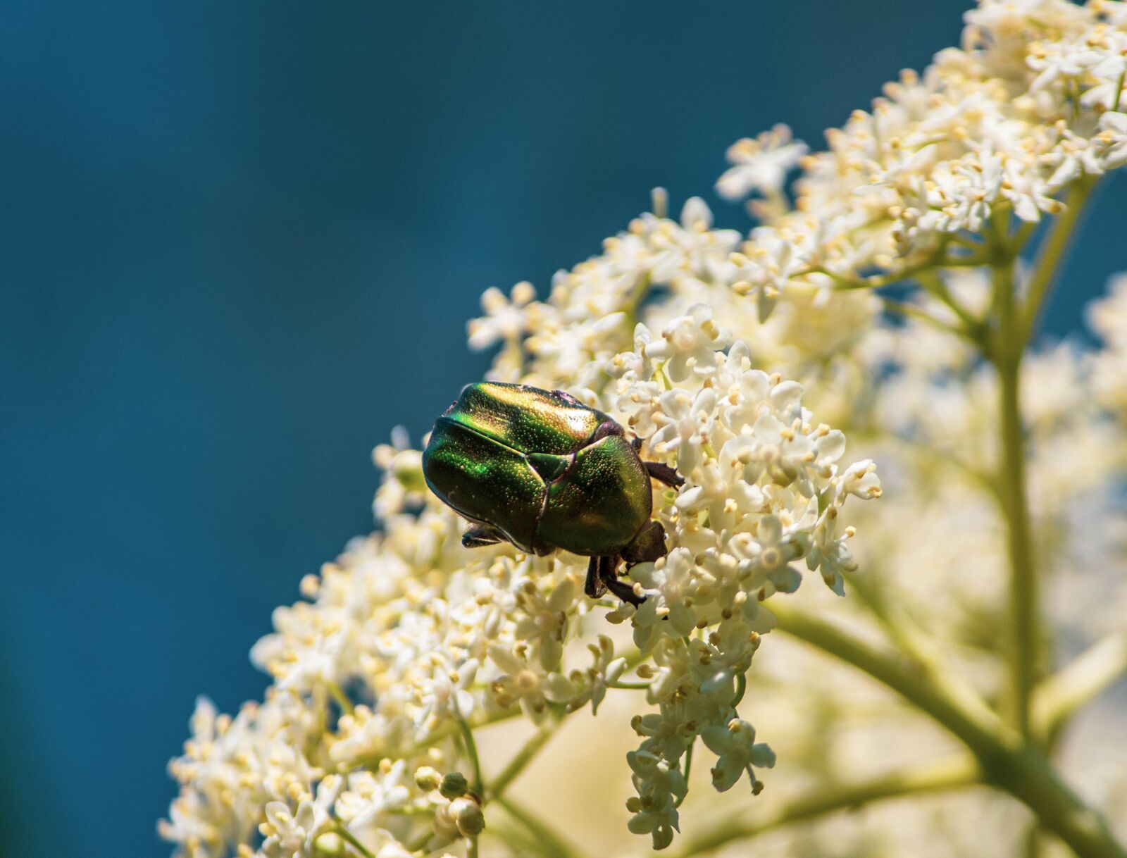 Canon EOS 1300D (EOS Rebel T6 / EOS Kiss X80) sample photo. May bug, shiny, spring photography