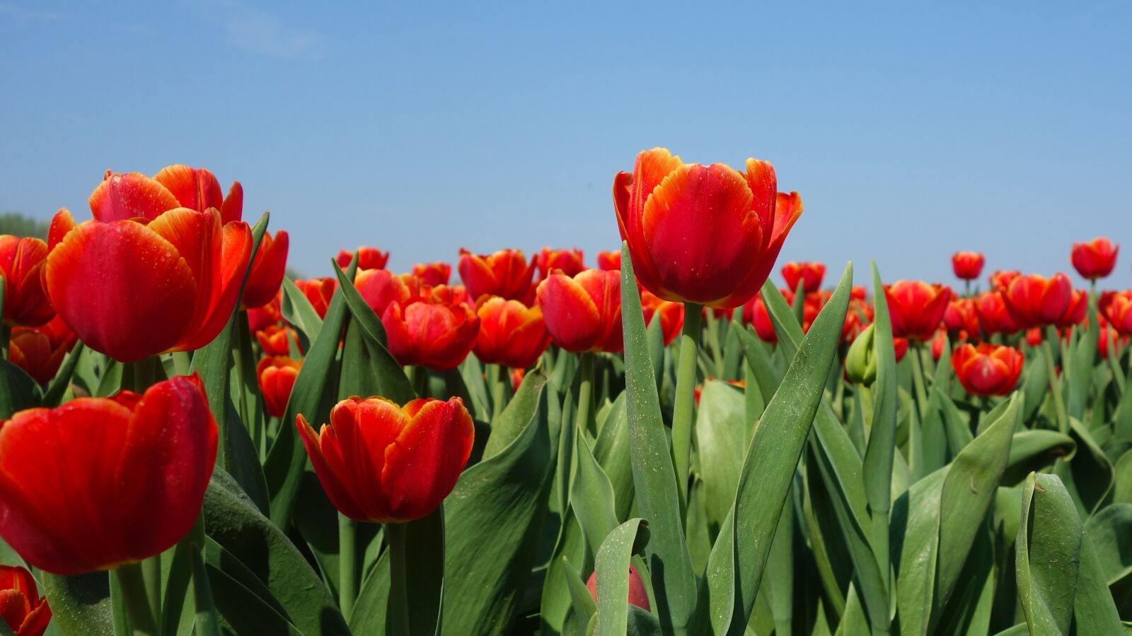 Sony Cyber-shot DSC-RX100 sample photo. Tulips, bulbs, tulip photography