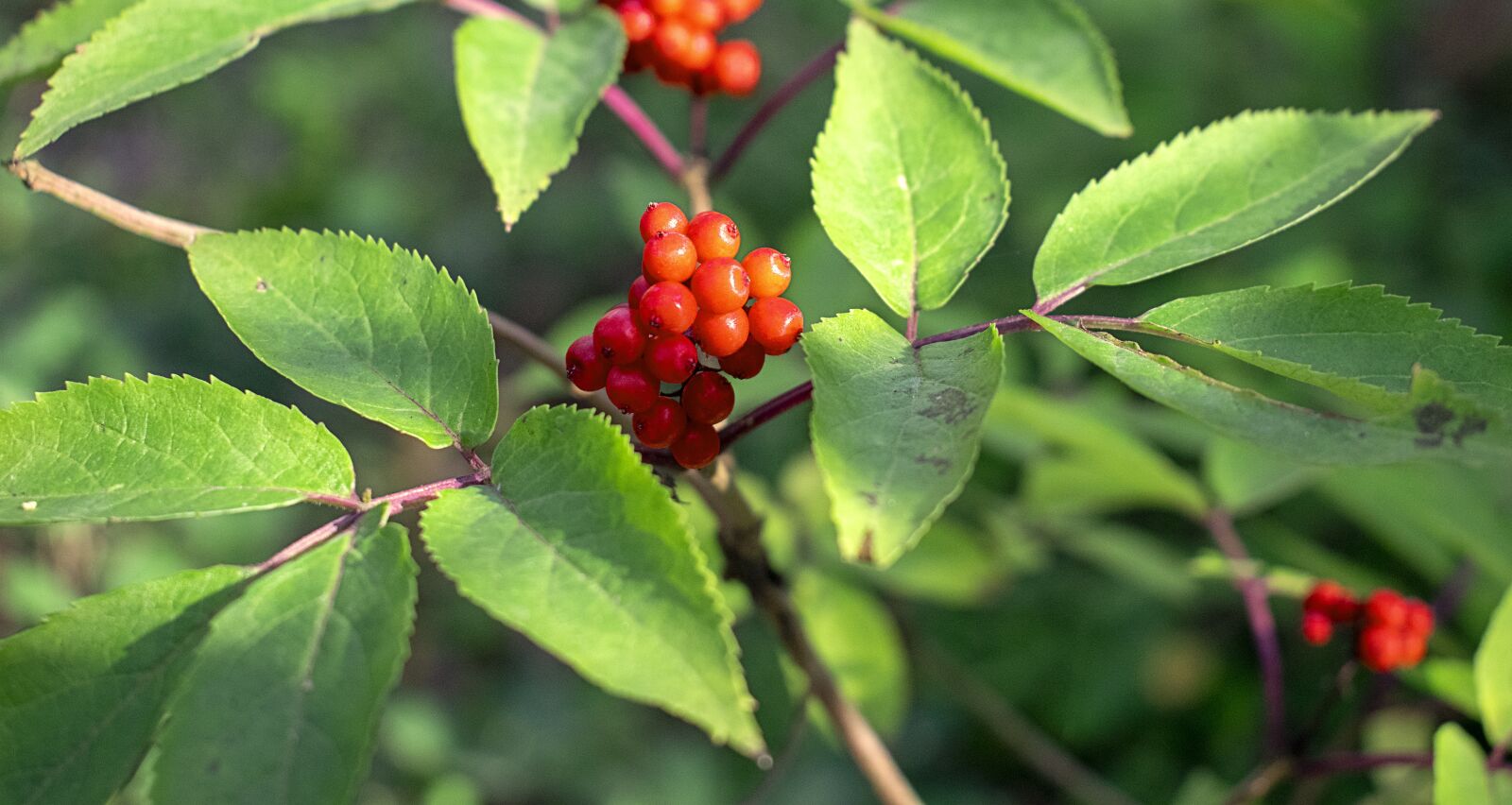 Nikon D5300 sample photo. Bush, fruit, plant photography