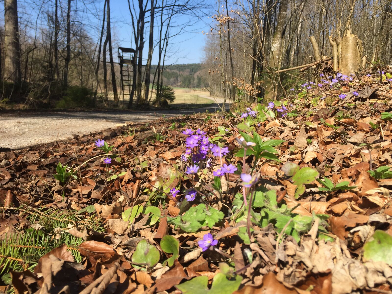iPhone 6 back camera 4.15mm f/2.2 sample photo. Hepatica, copper valley, spring photography