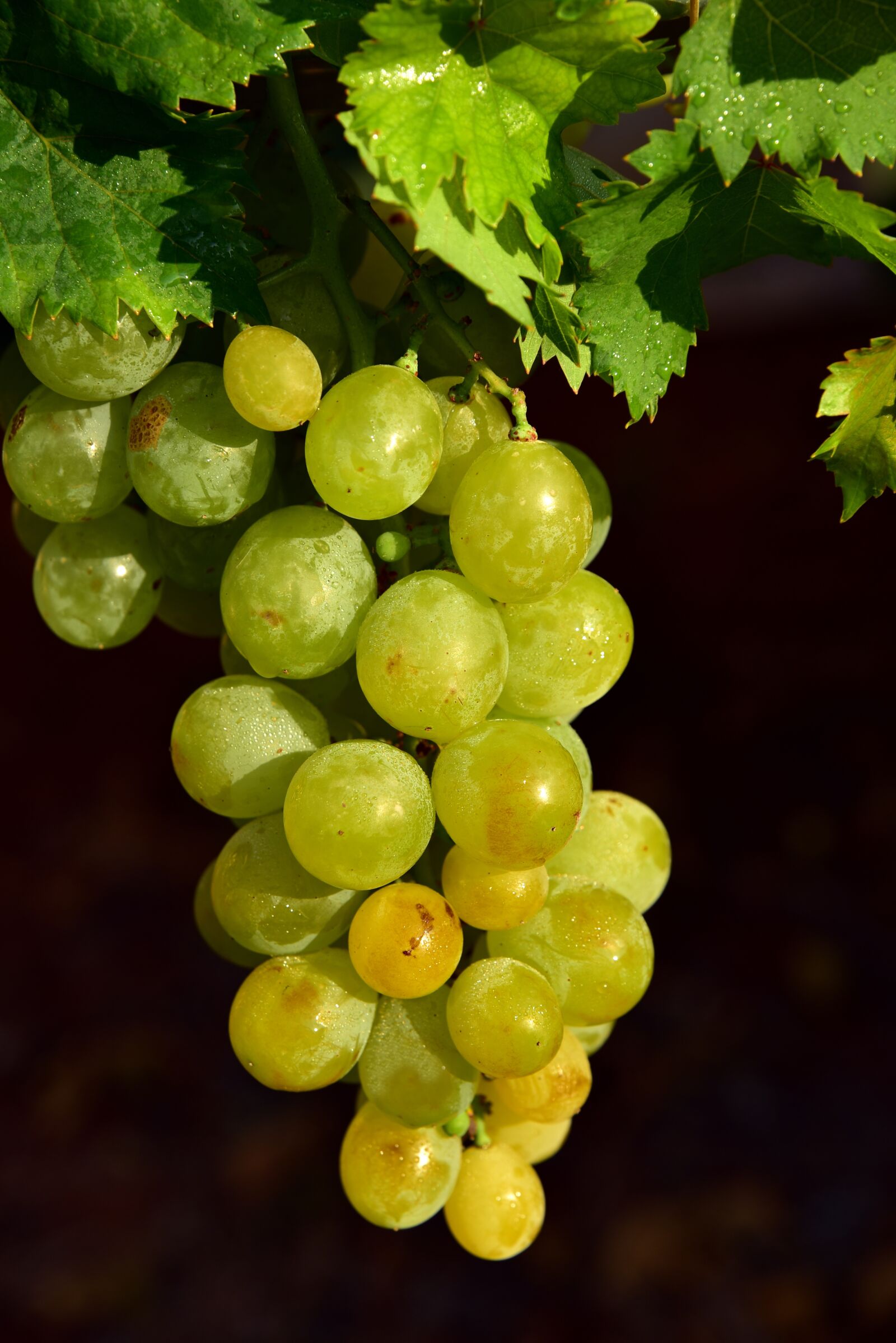 Nikon D750 sample photo. Grapes, fruit, sweet photography