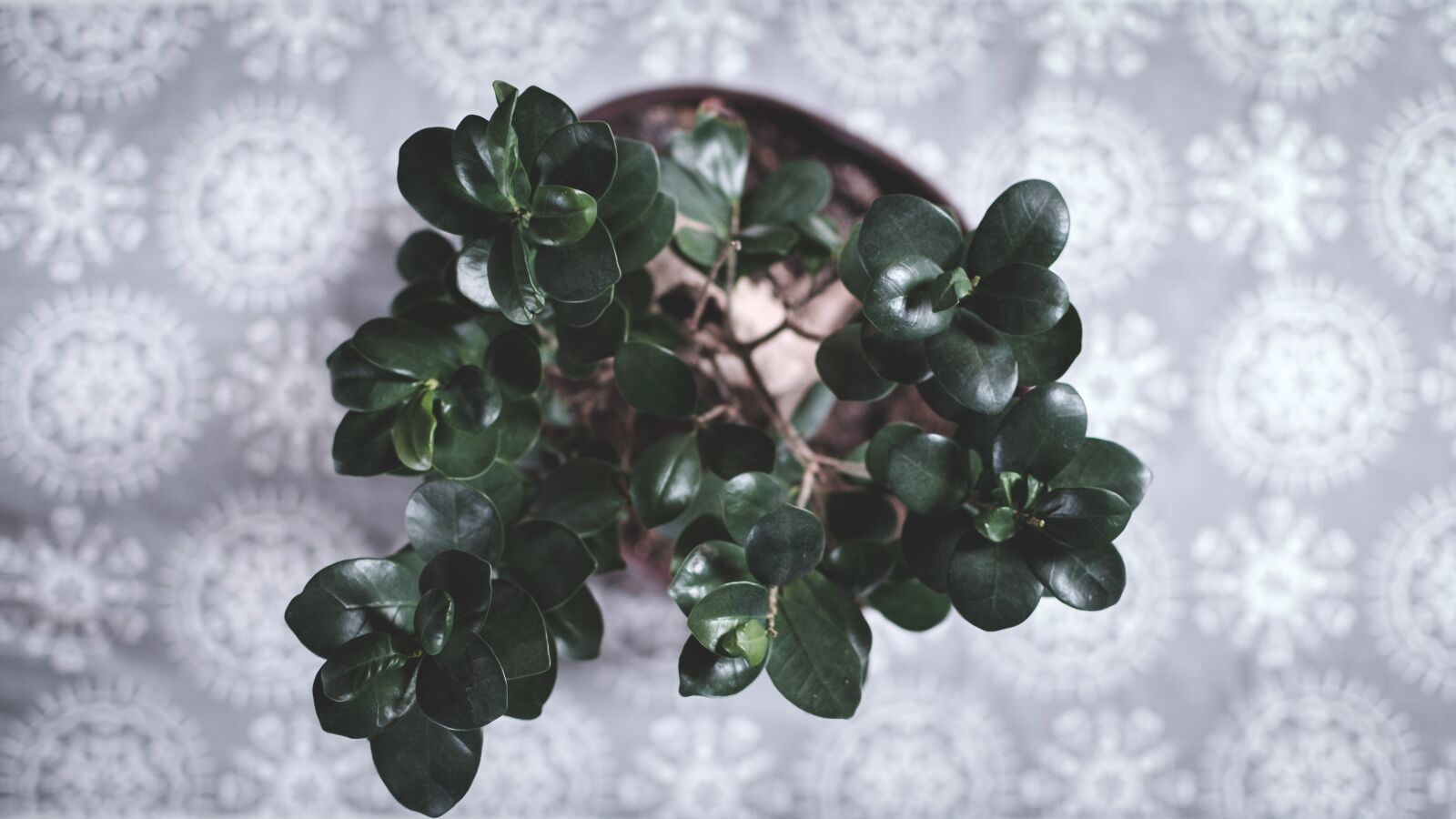 Fujifilm X-T10 sample photo. Decorative plant, plant, potted photography