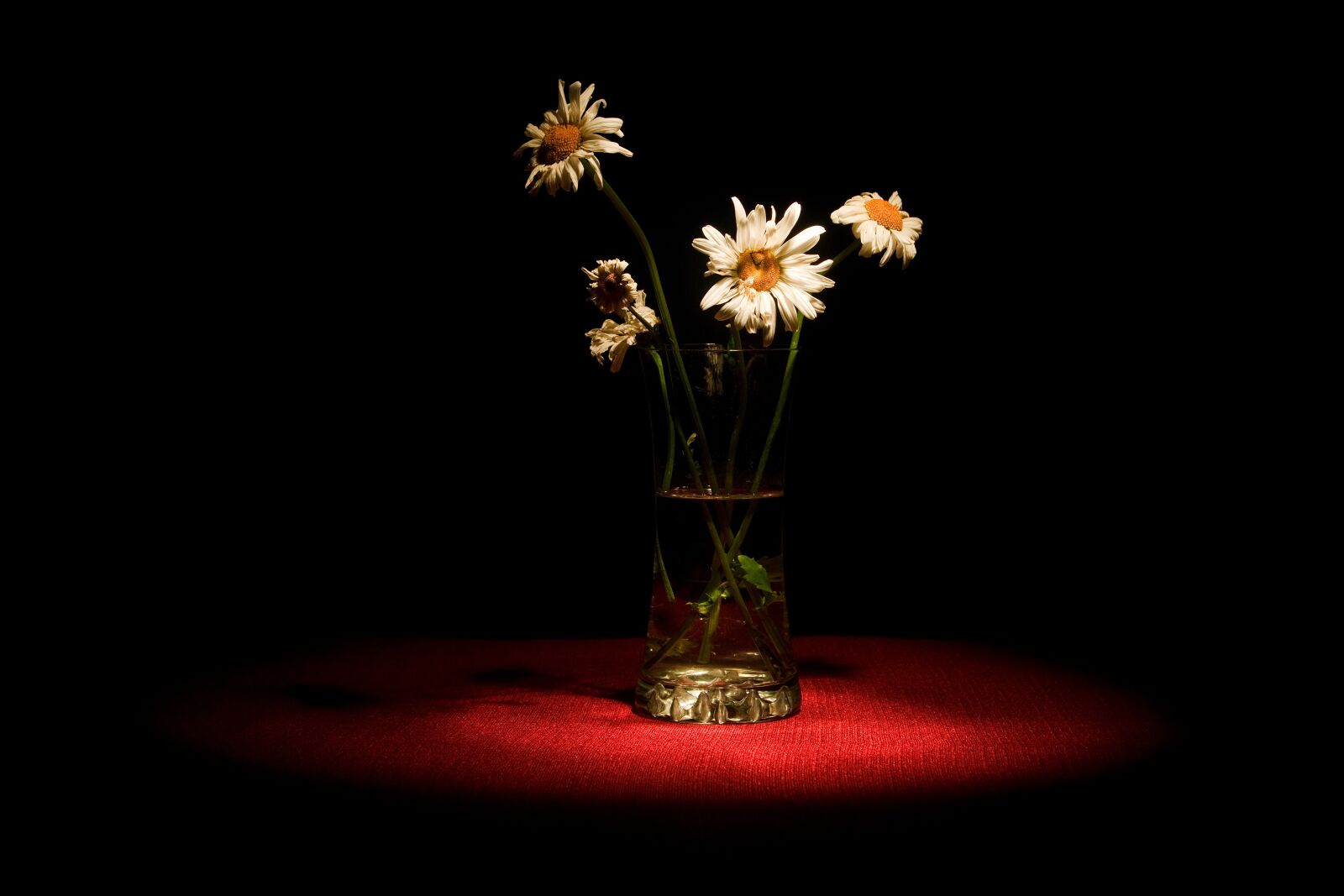 Canon EOS 760D (EOS Rebel T6s / EOS 8000D) sample photo. Flower, flowers, flora photography