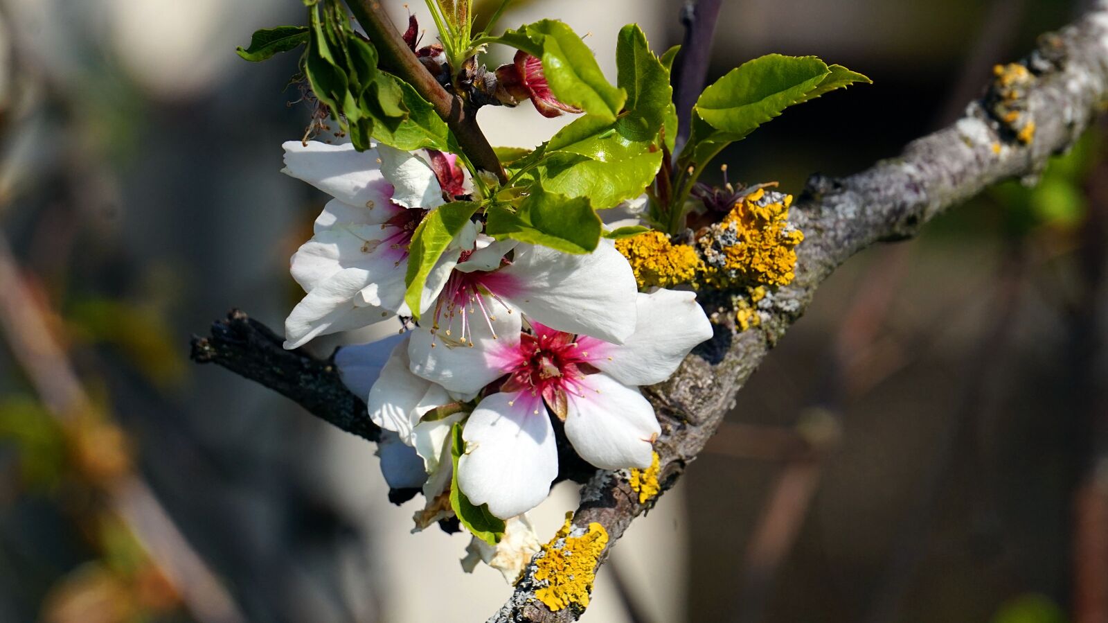 Sony Alpha a5000 (ILCE 5000) + Sony E 55-210mm F4.5-6.3 OSS sample photo. Cherry tree, blossom, bloom photography