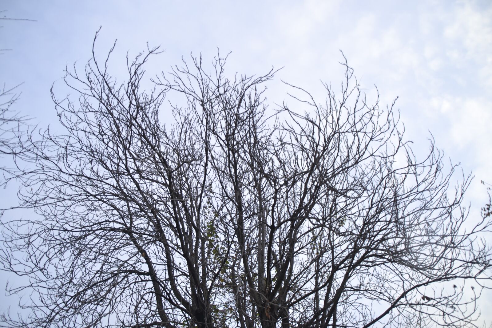Nikon D3100 sample photo. Tree, branches, landscape photography