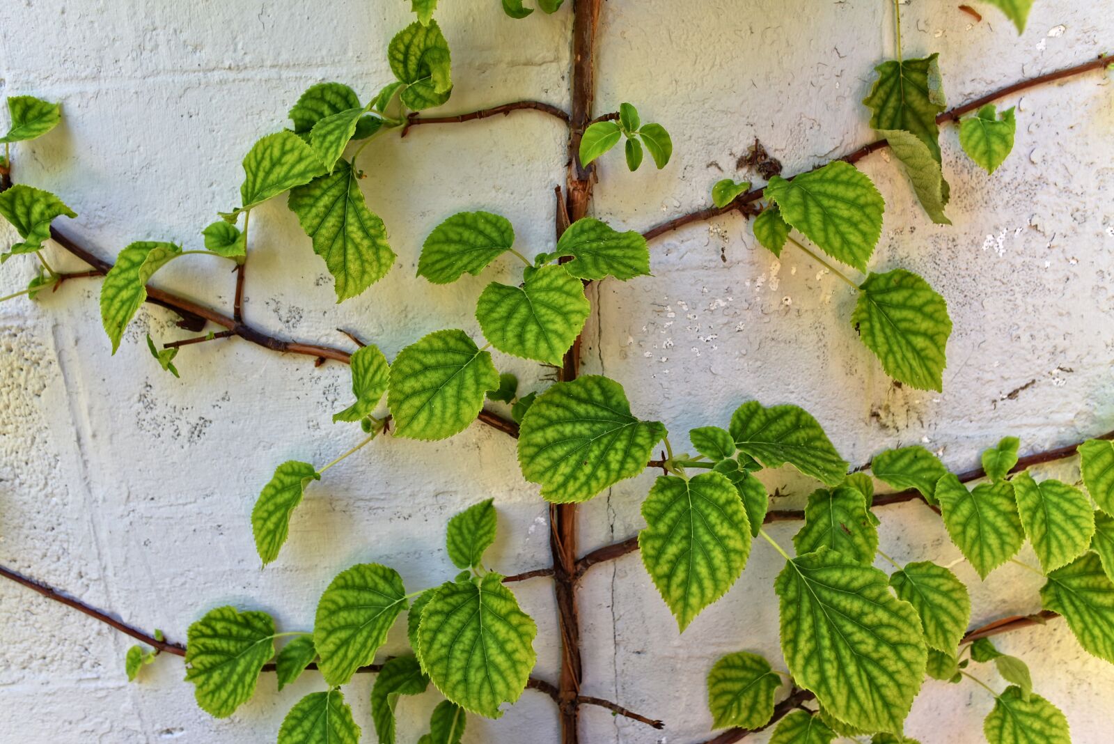 Nikon D750 sample photo. Creeper, vine, leaves photography