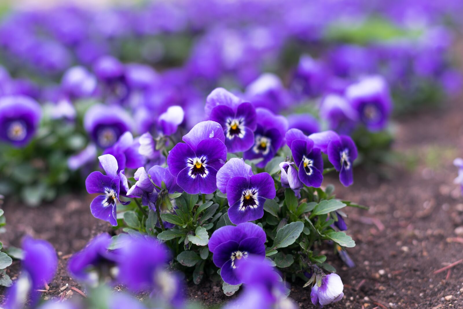 Nikon D3300 sample photo. Flowers, violets, nature photography