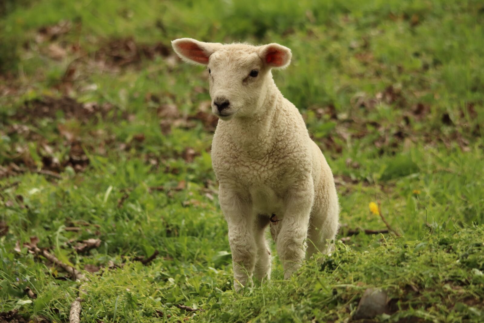 Canon EOS 80D sample photo. Lamb, sheep, animal photography