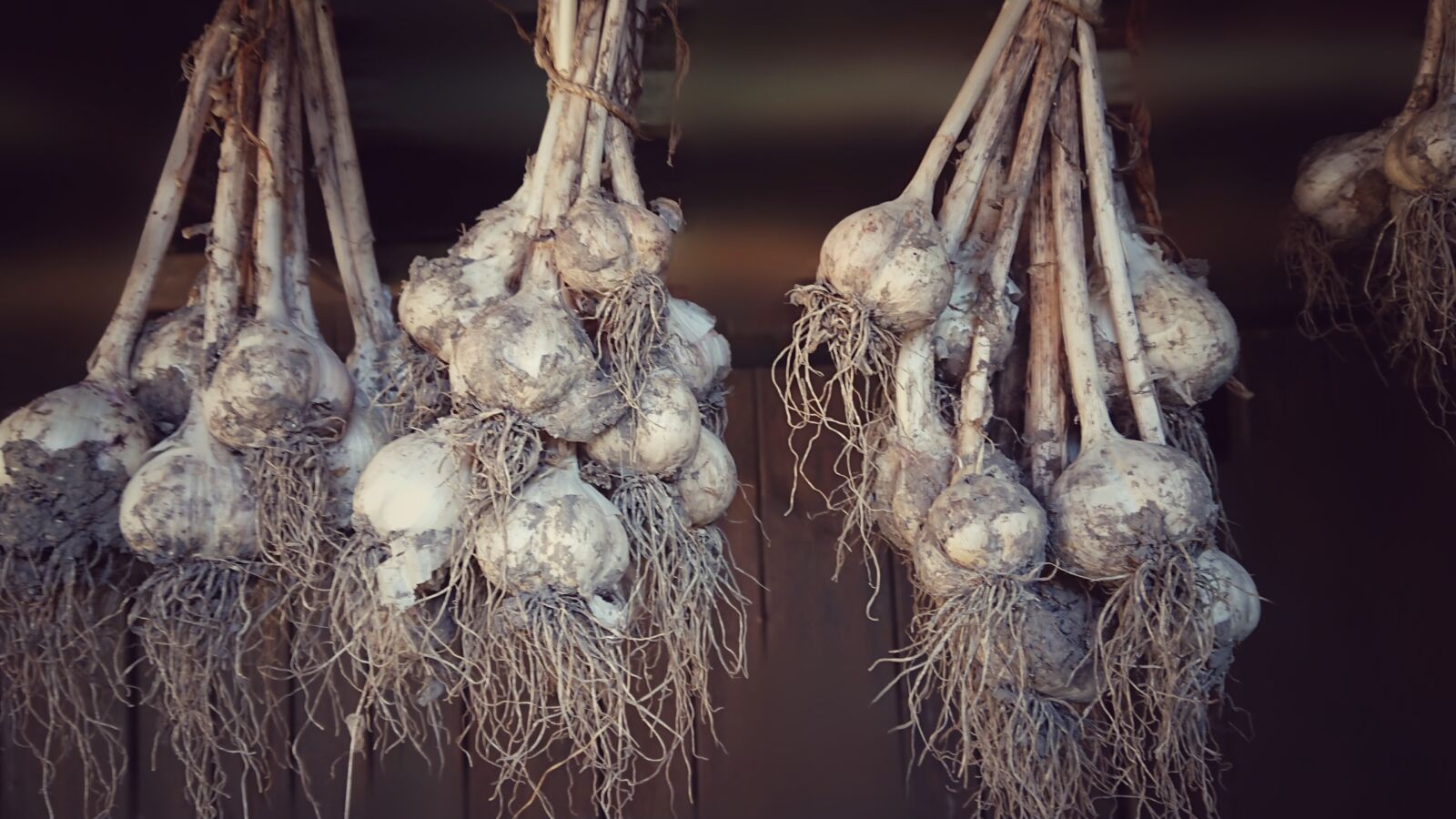 Sony Xperia XZ Premium sample photo. Garlic, harvest, clay photography