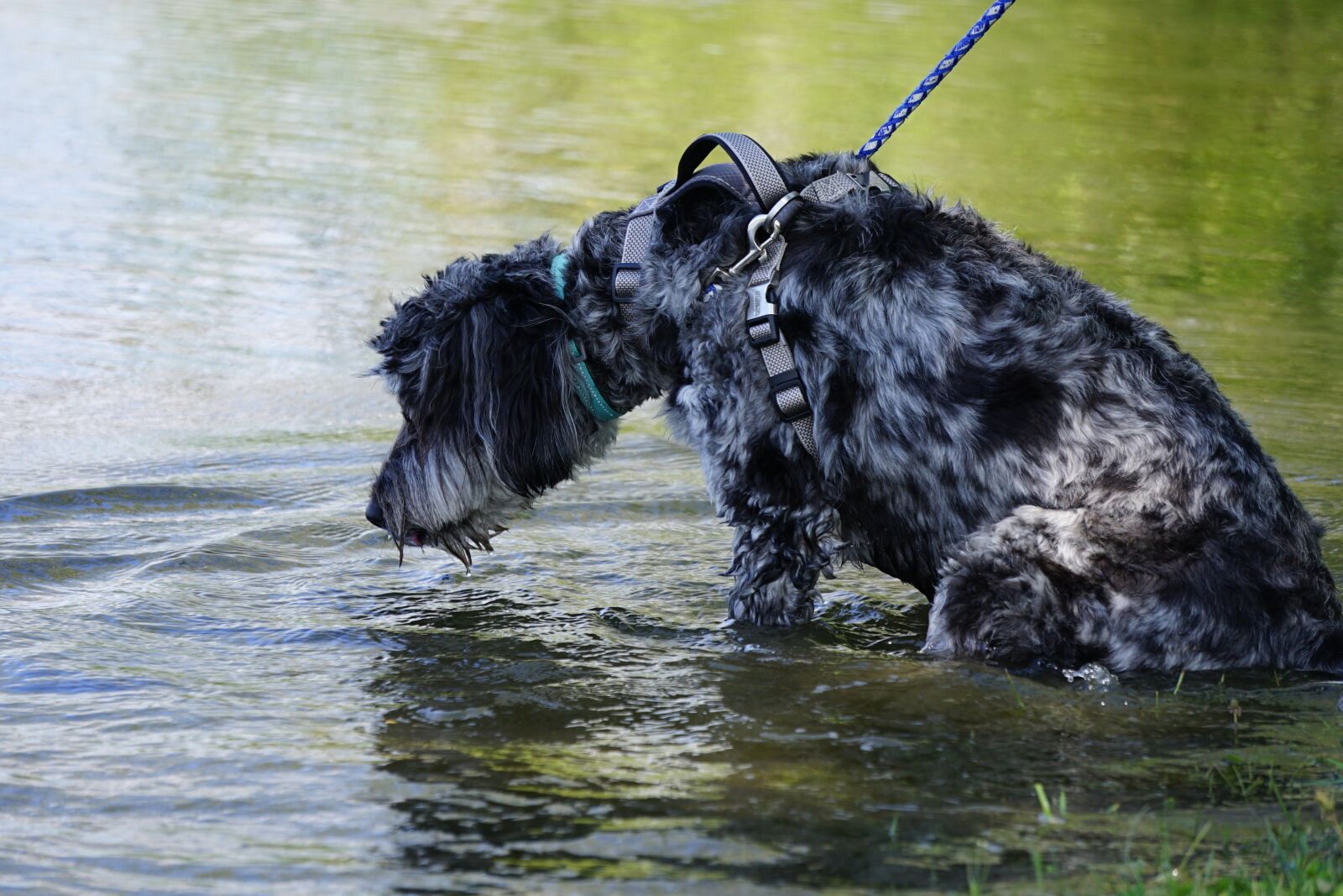Sony a7 II + Sony E 55-210mm F4.5-6.3 OSS sample photo. Dog, water, goldendoodle photography