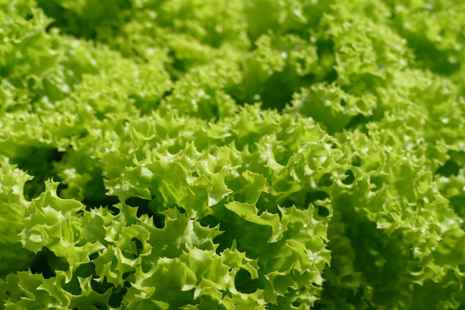 Panasonic Lumix DMC-FZ1000 sample photo. Lettuce, lollo biondo, salad photography