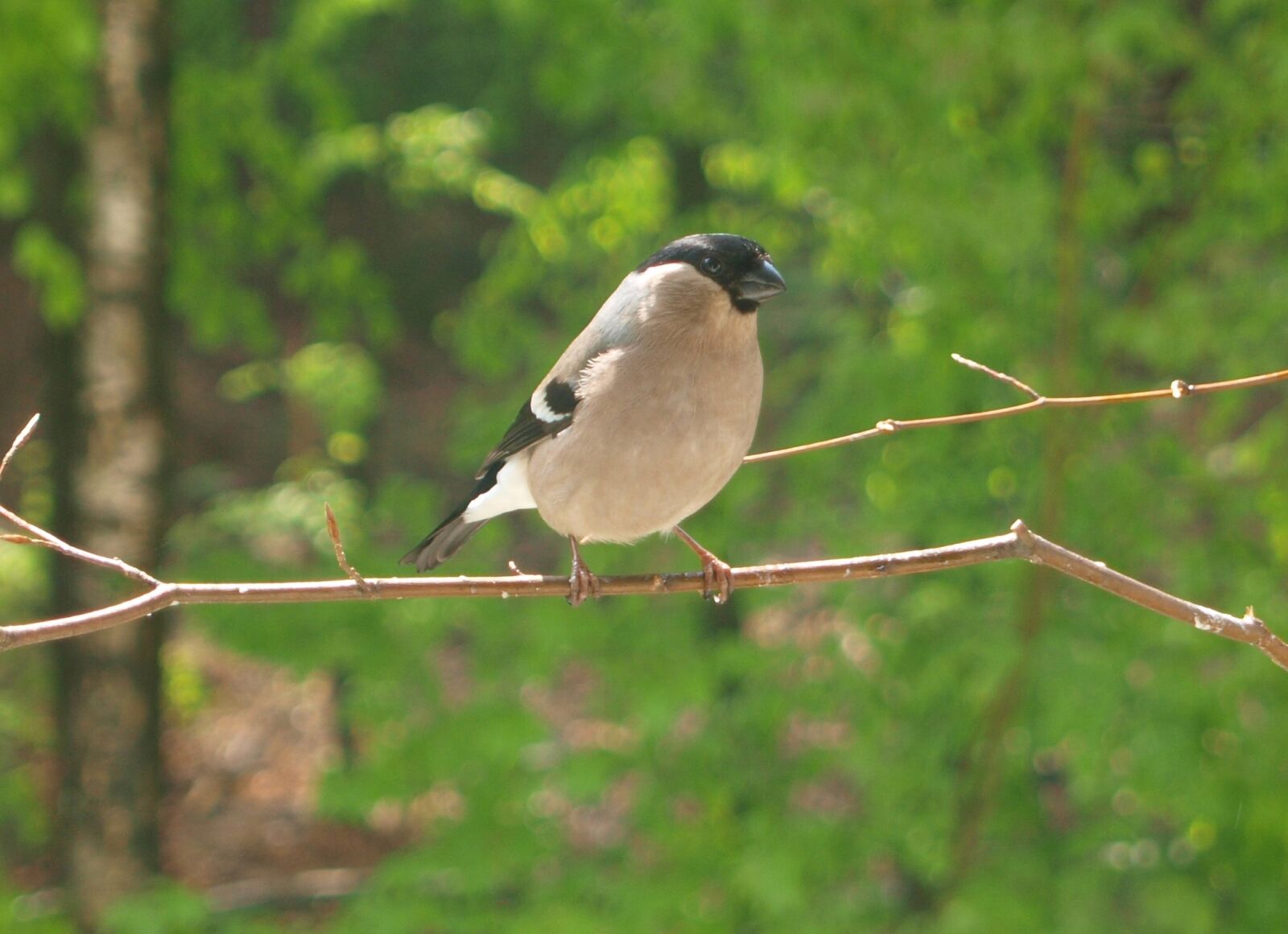 Olympus E-420 (EVOLT E-420) sample photo. Gimpel, bird, bullfinch photography