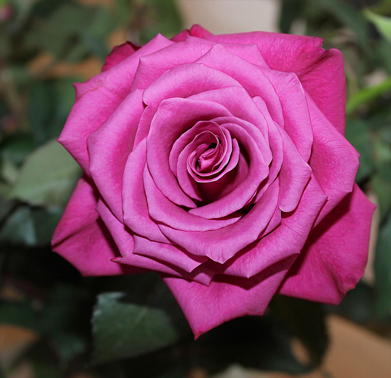 Canon EOS 1100D (EOS Rebel T3 / EOS Kiss X50) sample photo. Rose, red, red rose photography