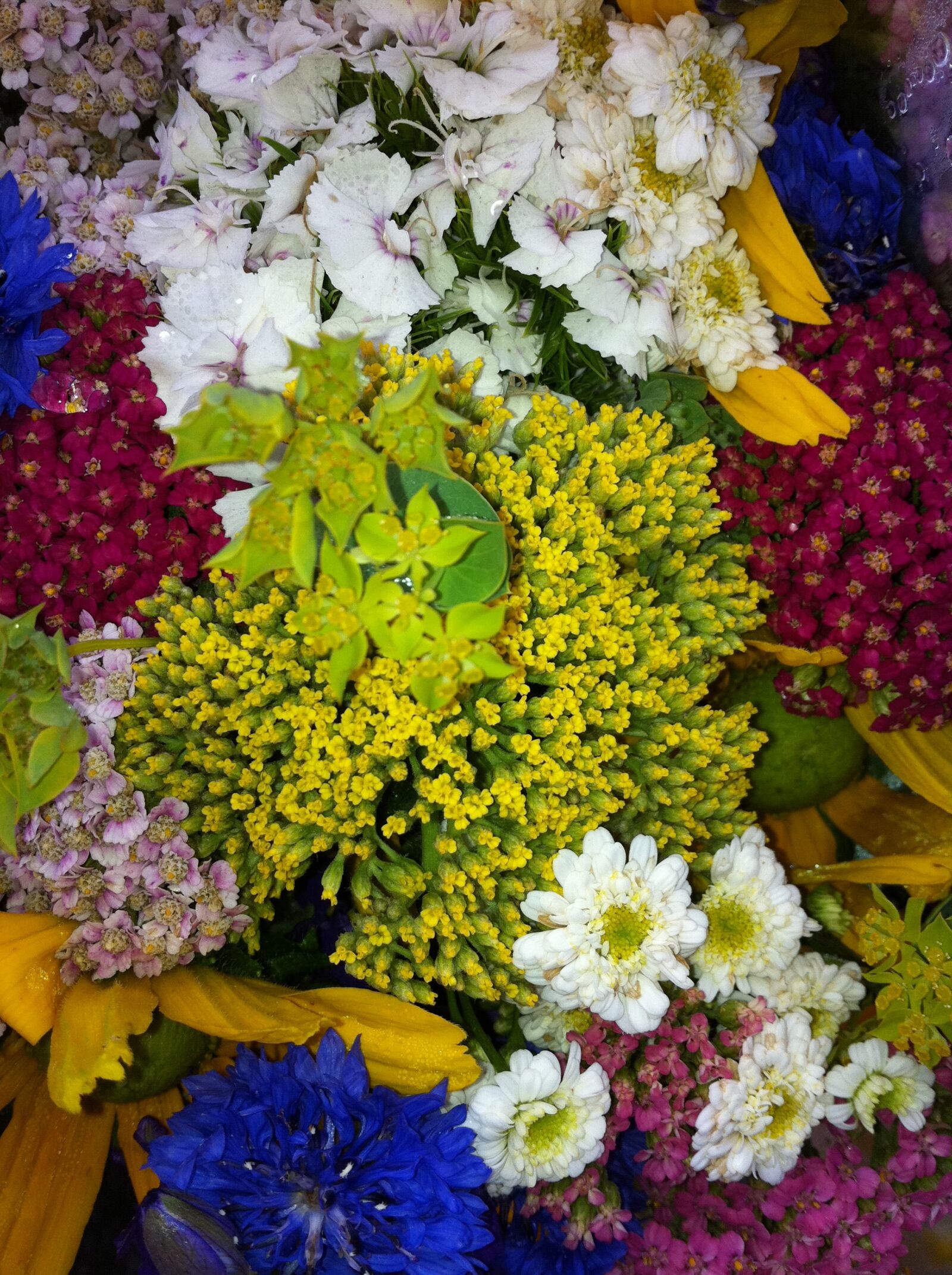 Apple iPhone 4 sample photo