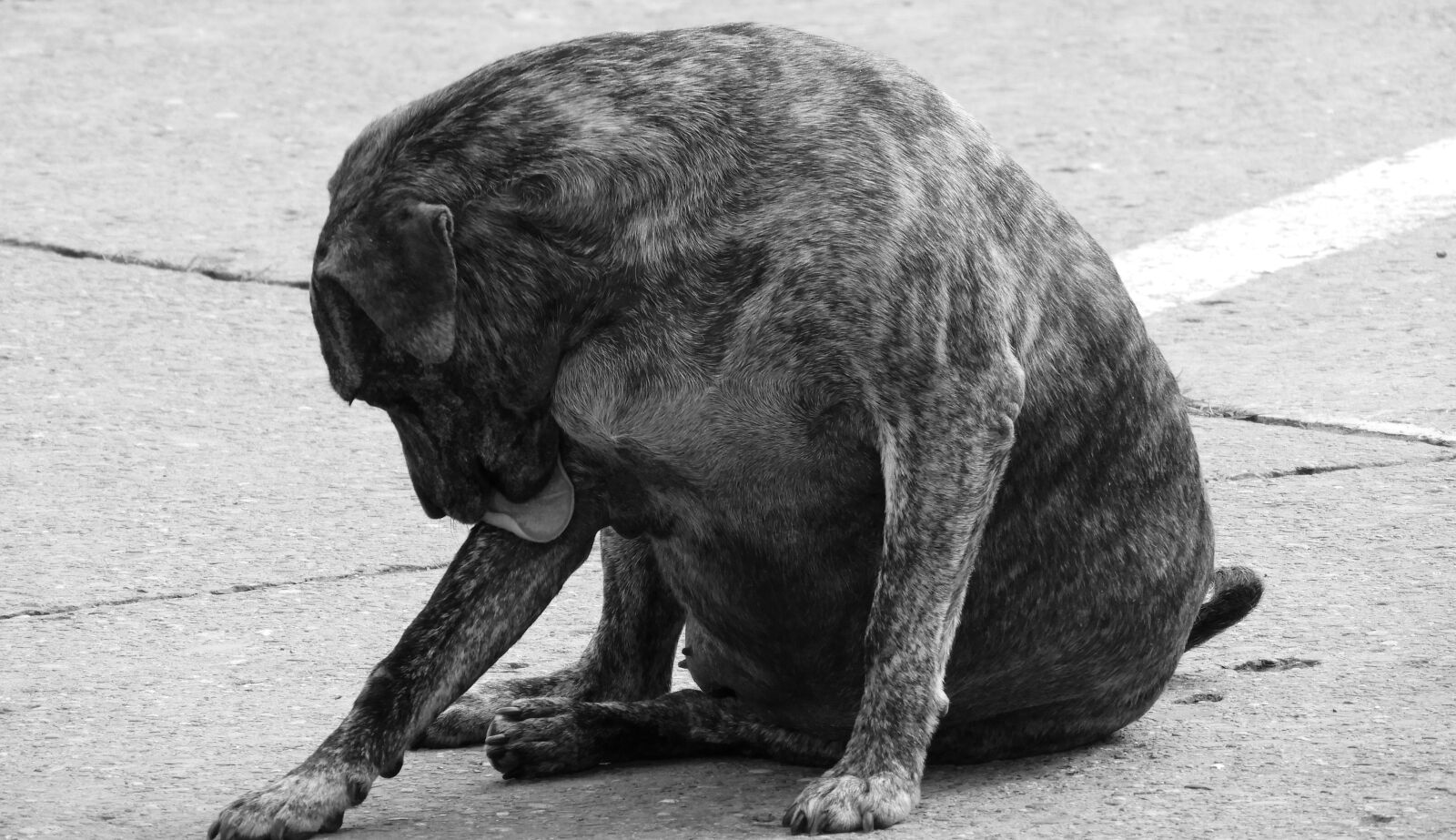 Nikon Coolpix B700 sample photo. Animal, stray dog, domestic photography