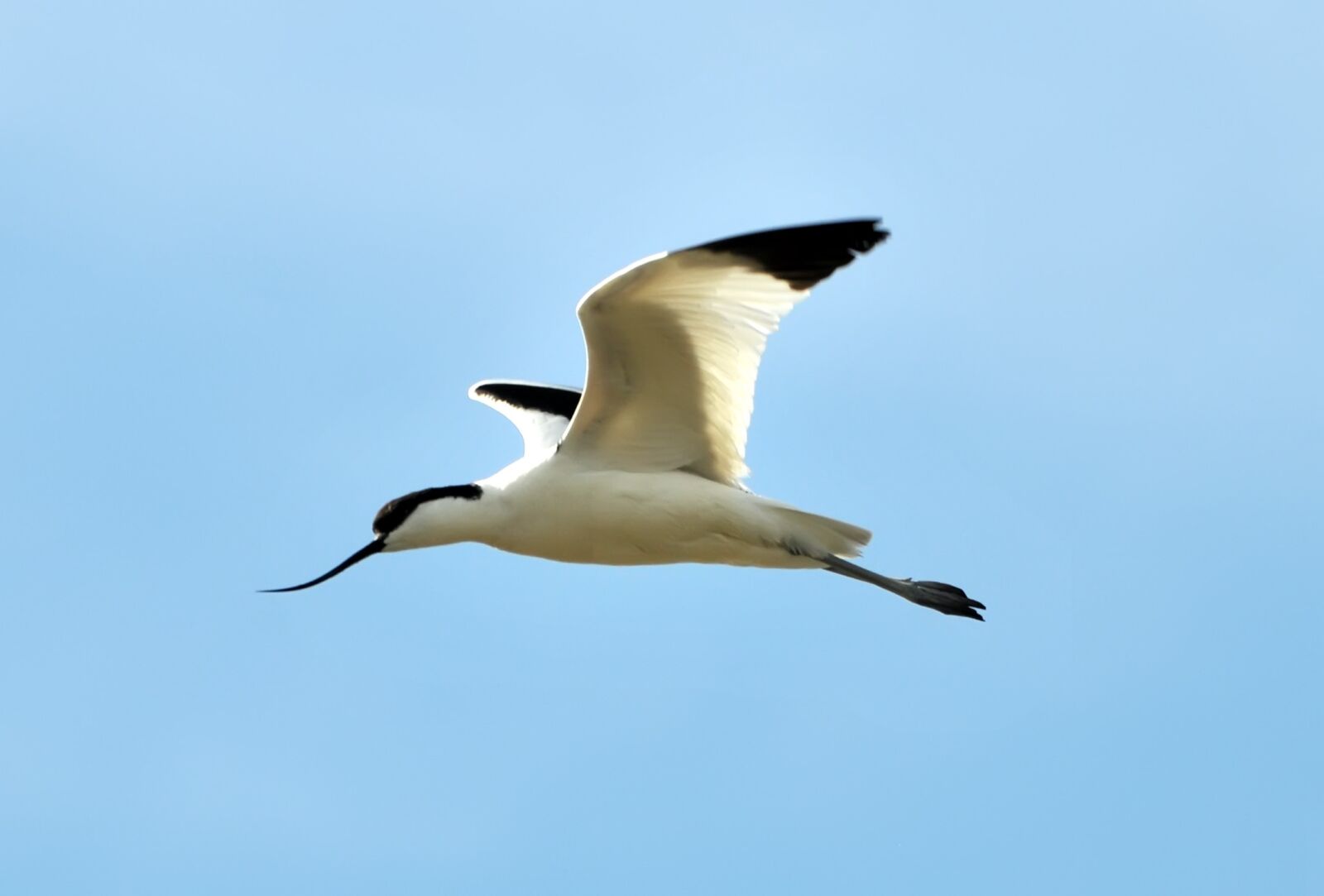 Nikon D300S sample photo. Avocets, marshes, birds photography