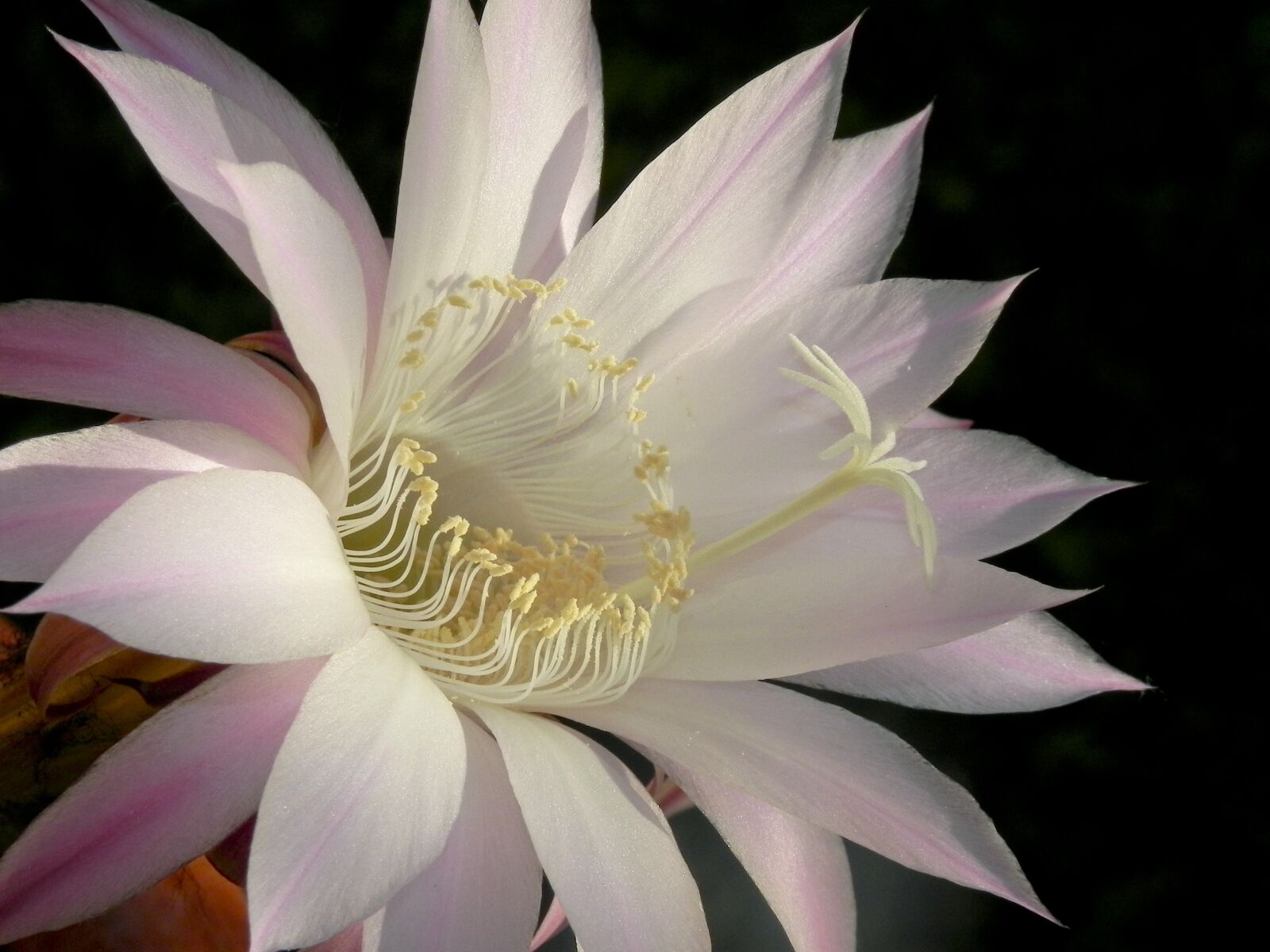 Nikon Coolpix P100 sample photo. Flower, lotus, bloom photography