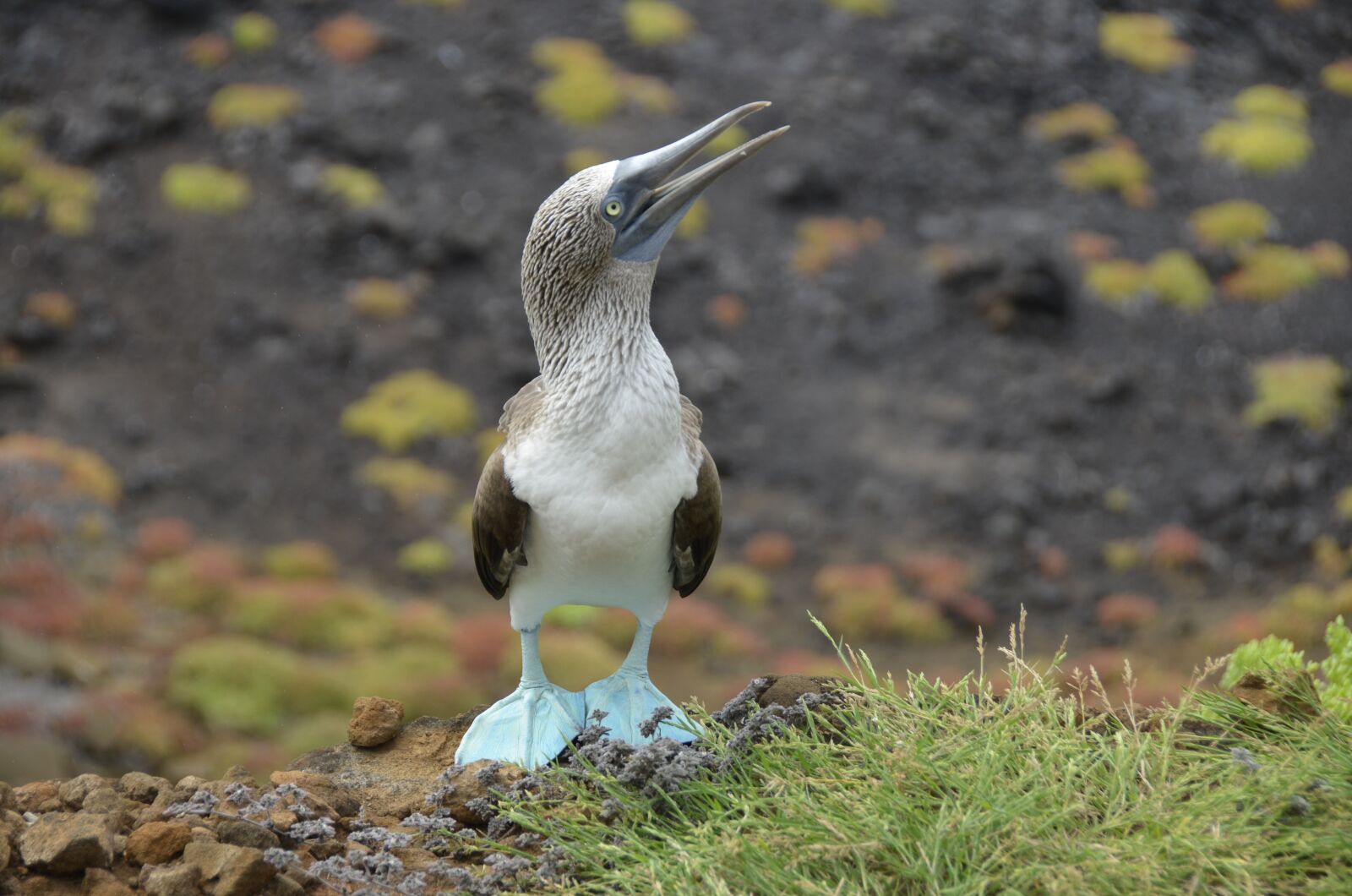 Nikon D5100 sample photo. Galapagos, blauwvoetgent, bird photography