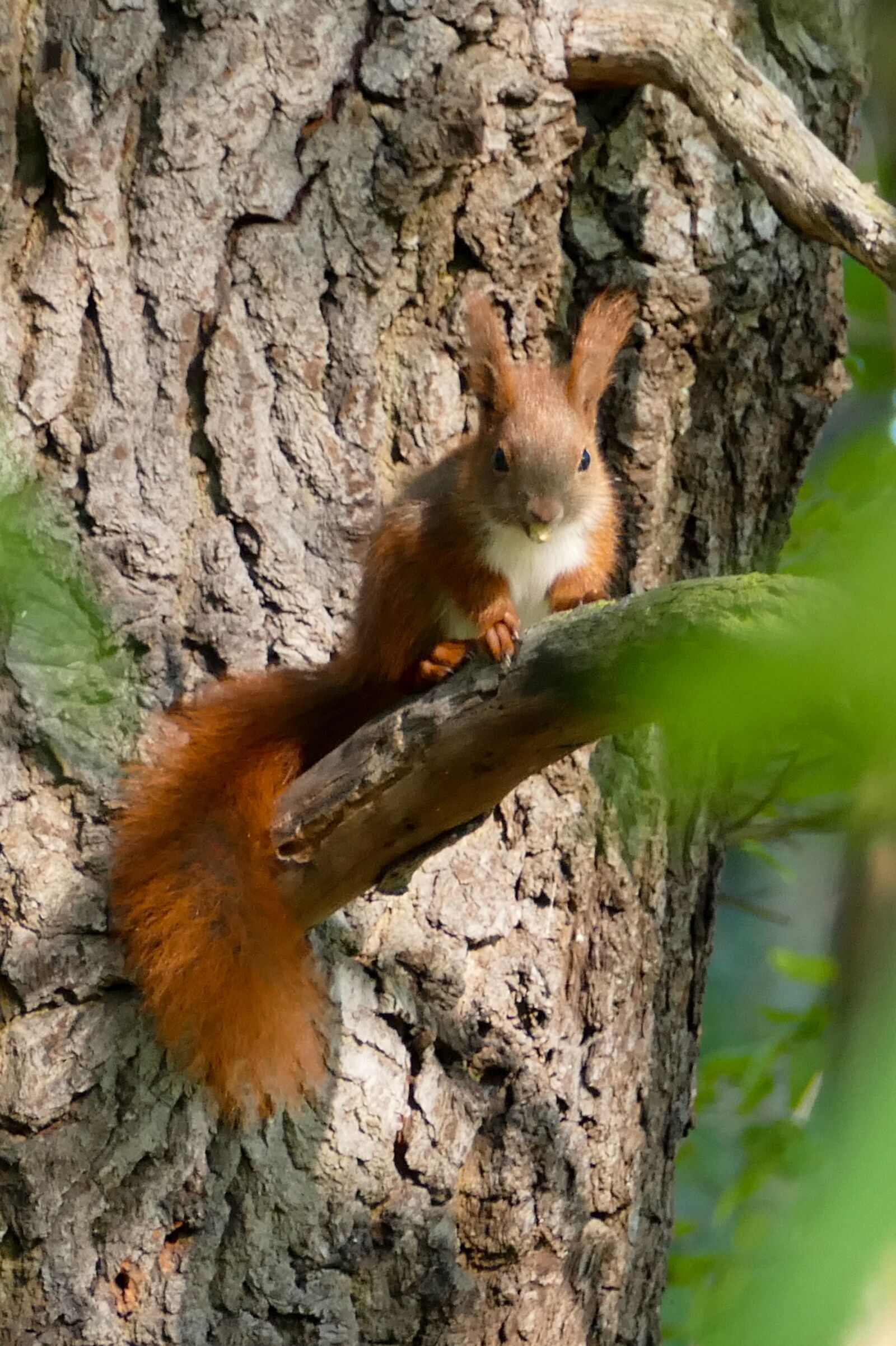 Panasonic Lumix DMC-FZ1000 sample photo. Squirrel, forest, nature photography