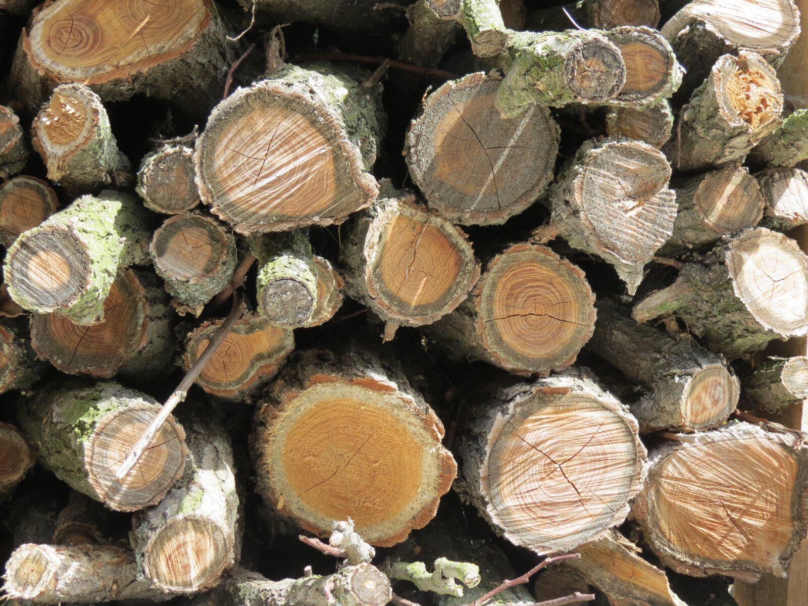 Canon PowerShot SX40 HS sample photo. Wood, nature, tree photography