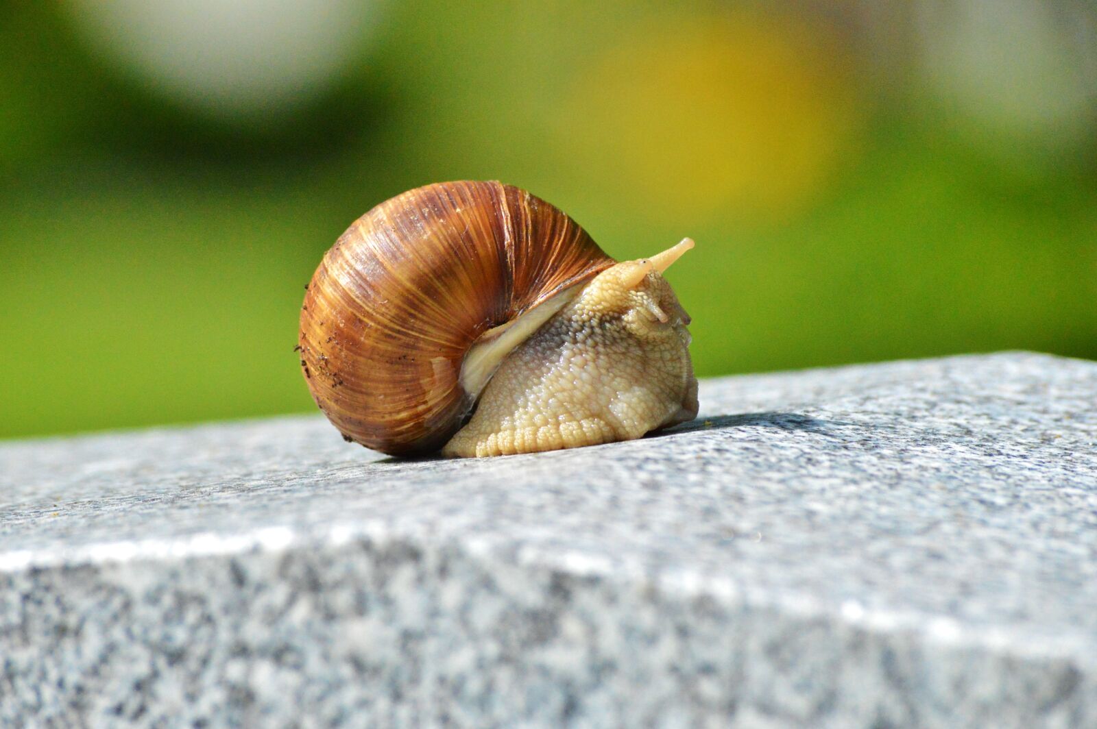 Nikon D3200 sample photo. Snail, shell, mollusk photography