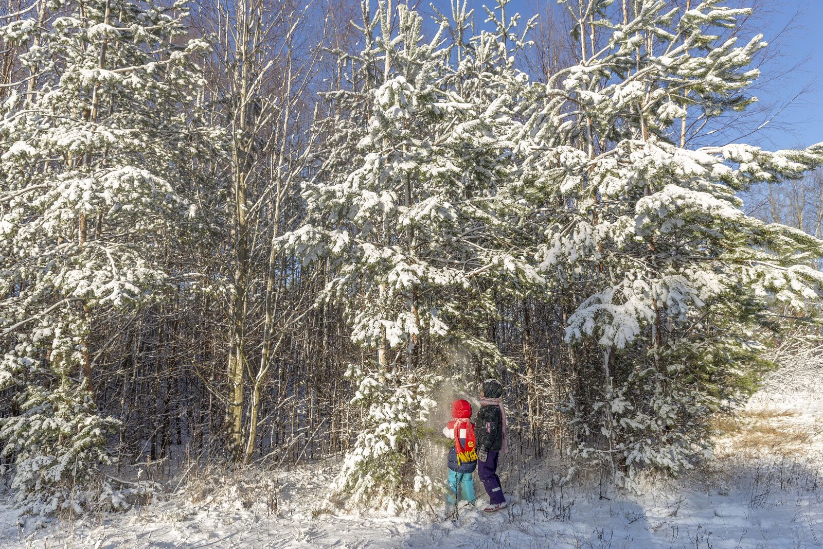Canon EF 24-70mm F2.8L II USM sample photo. Winter, sestroretsk, february photography