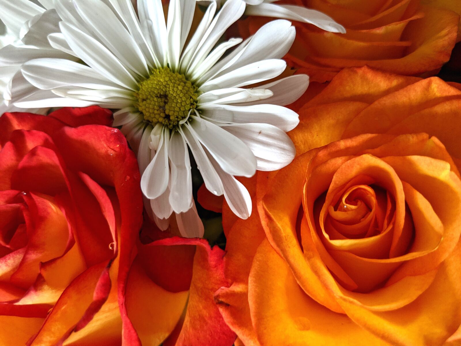 Google Pixel 2 XL sample photo. Flowers, orange, white photography