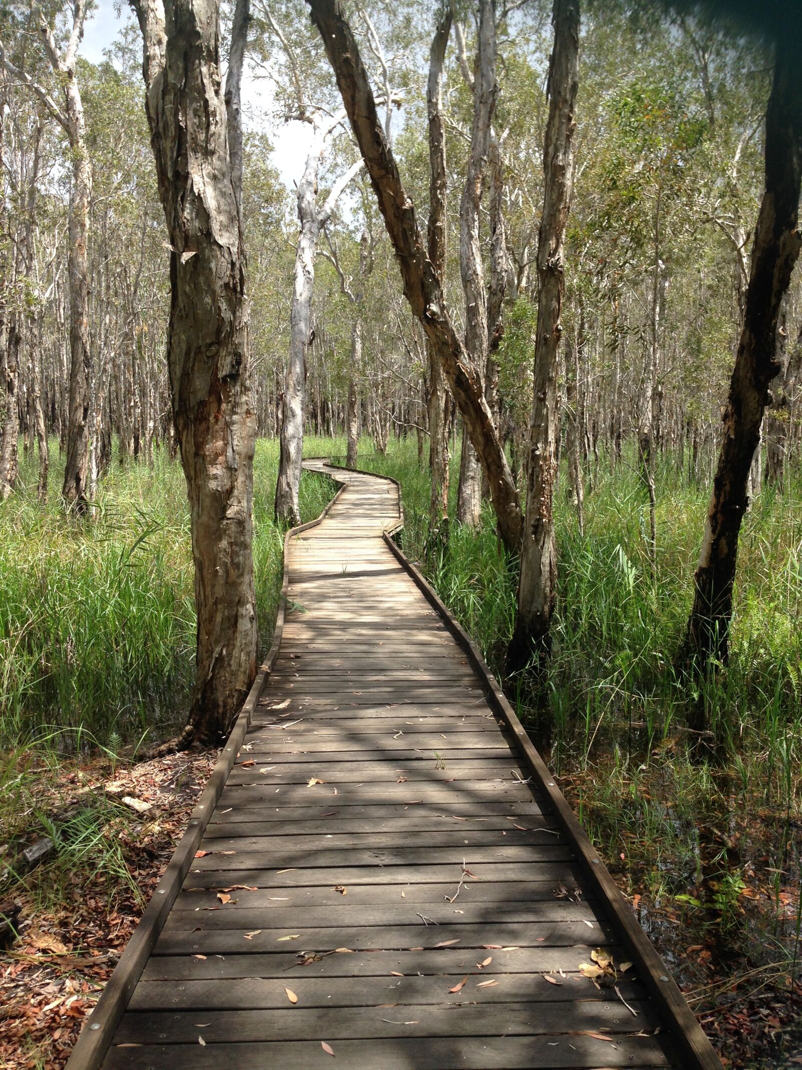 iPhone 5 back camera 4.12mm f/2.4 sample photo. Boardwalk, forest, nature photography