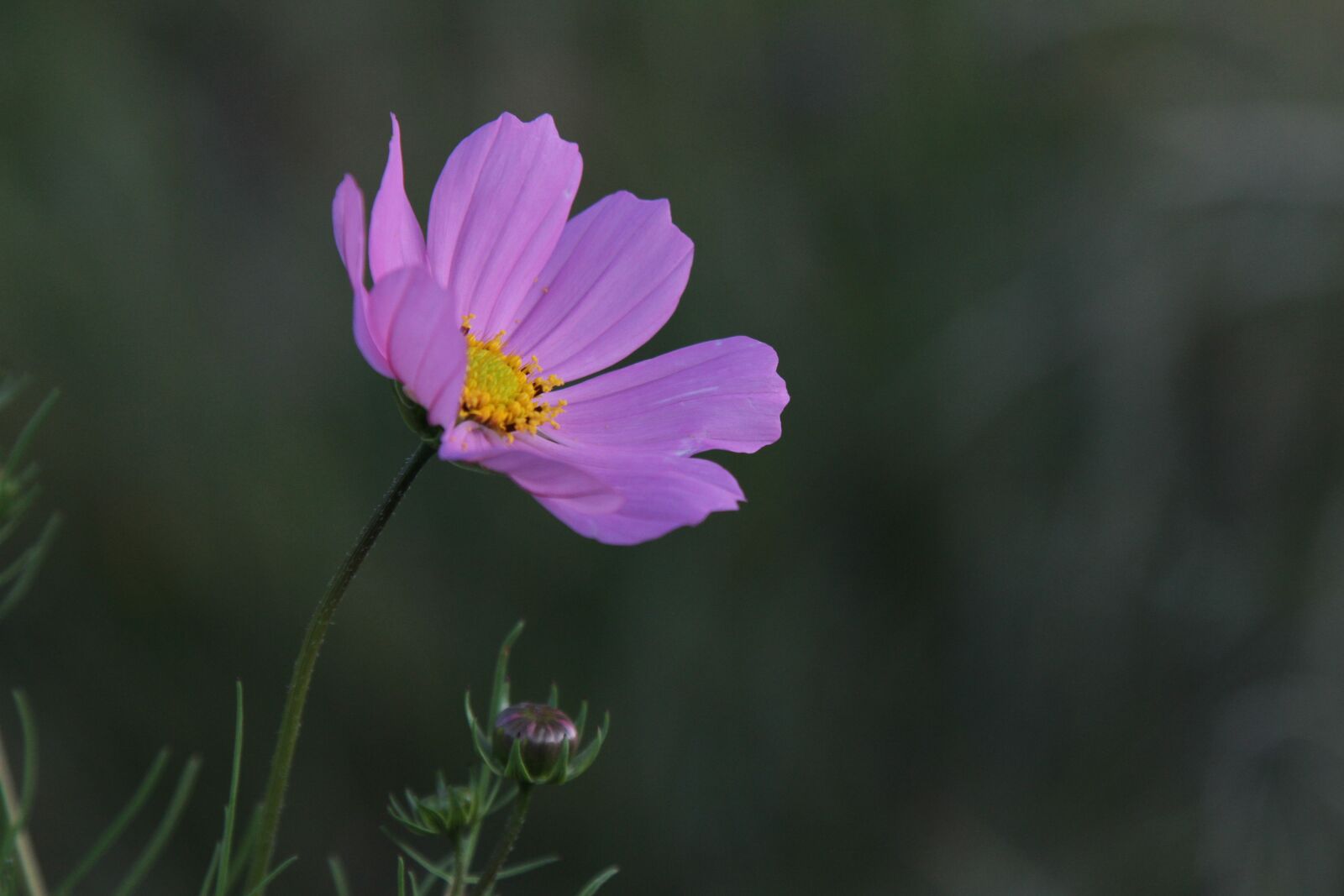 Canon EOS 7D + Canon EF 24-105mm F4L IS USM sample photo. Natural, landscape, flowers photography