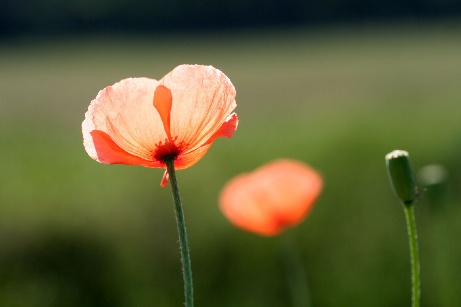 Canon EOS 350D (EOS Digital Rebel XT / EOS Kiss Digital N) sample photo. Poppies, flower, poppy photography