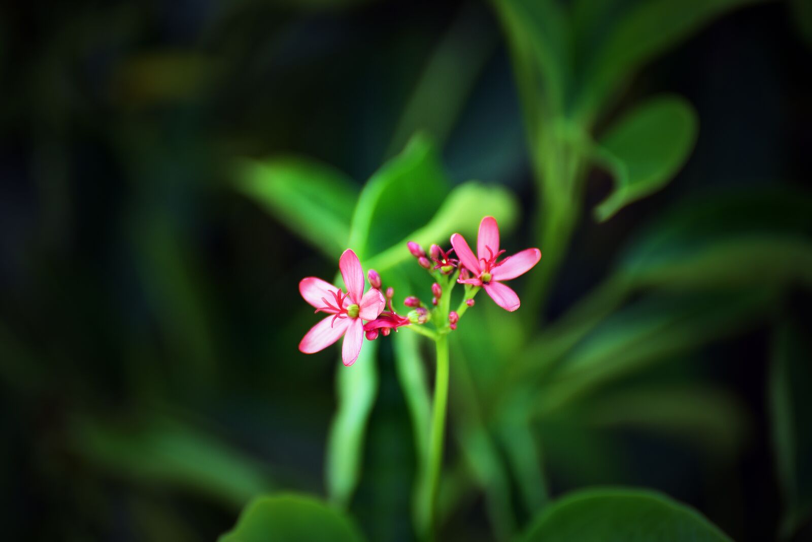 Nikon D750 sample photo. Flower, flora, nature photography
