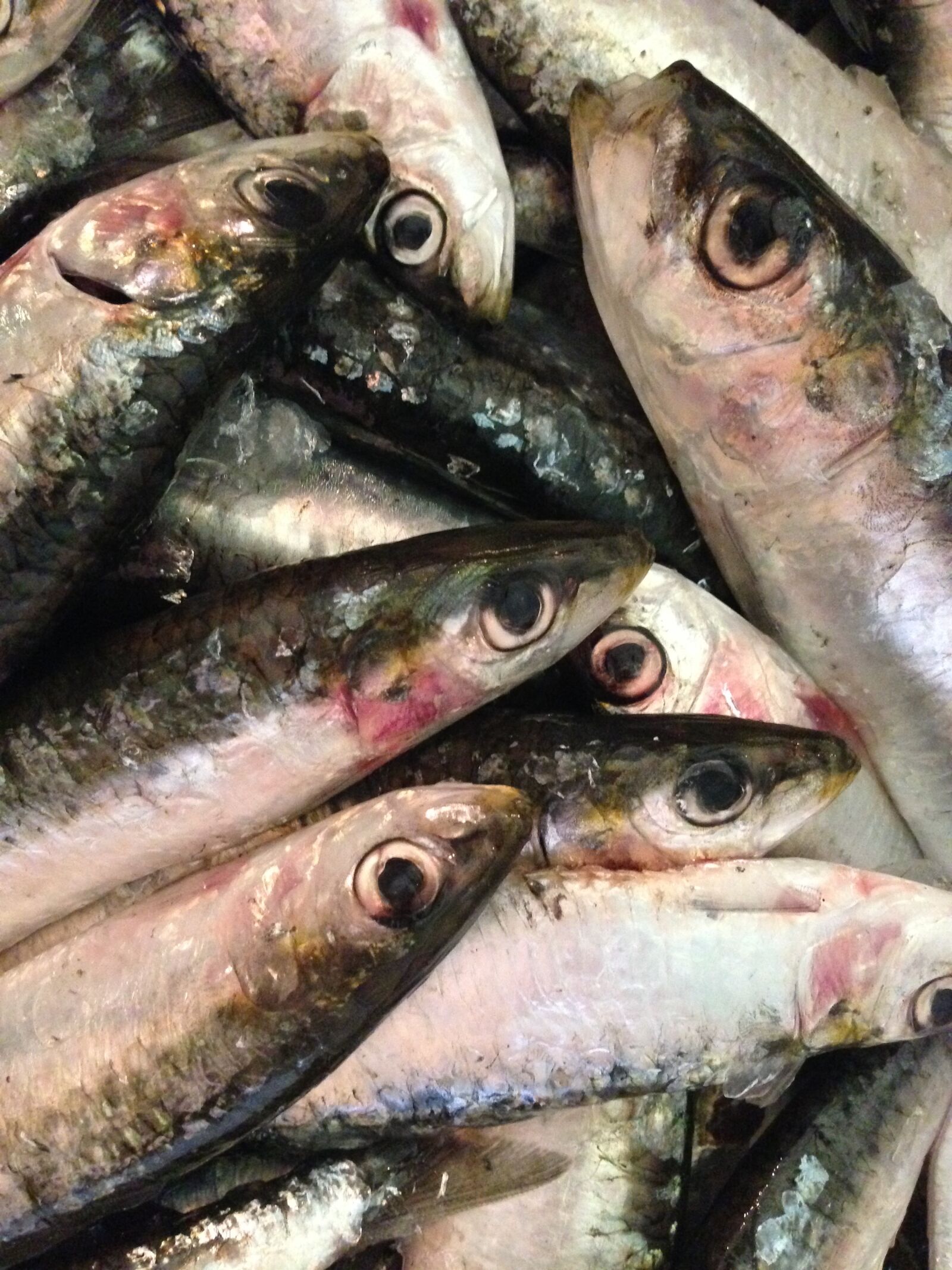 Apple iPhone 5 sample photo. Fish, sardines, seafood photography