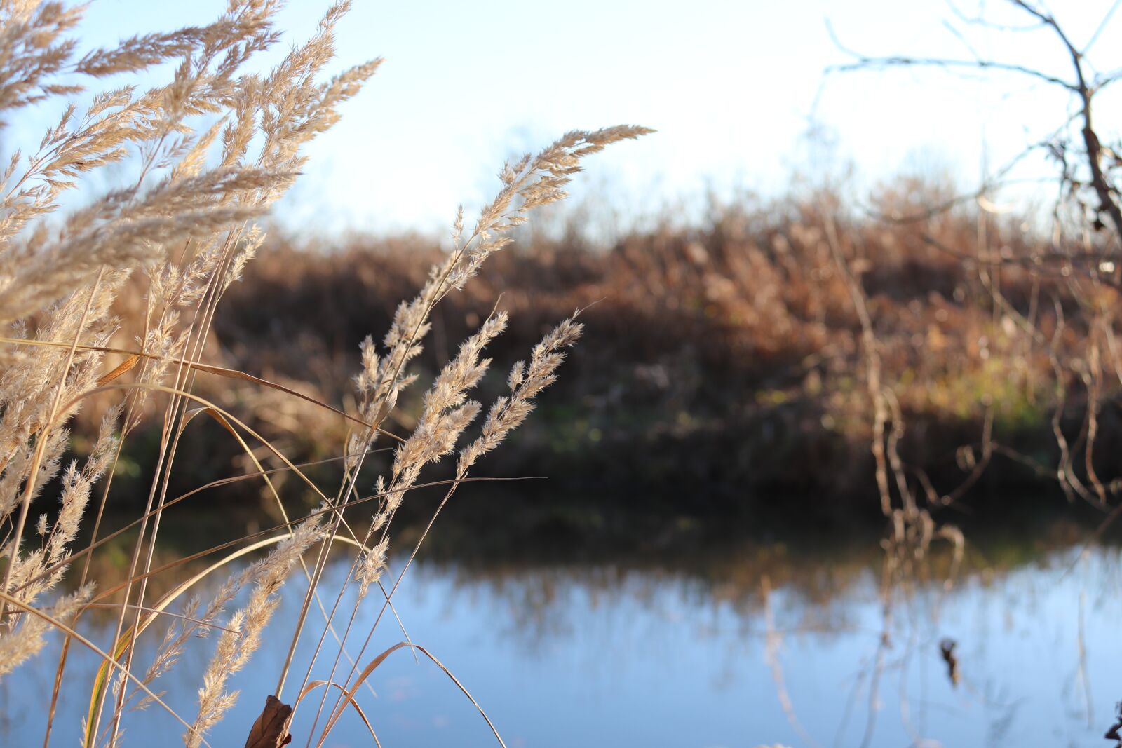 Canon EOS 200D (EOS Rebel SL2 / EOS Kiss X9) sample photo. Water, bank, grass photography