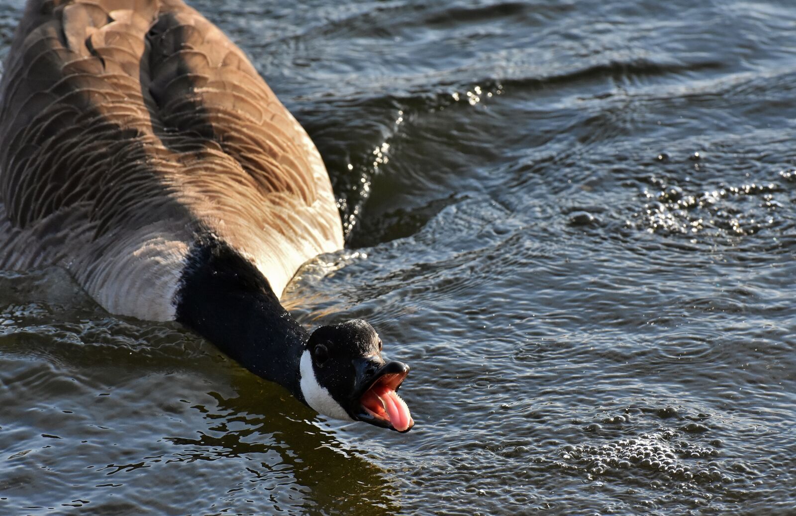Nikon D7200 sample photo. Goose, water bird, wild photography