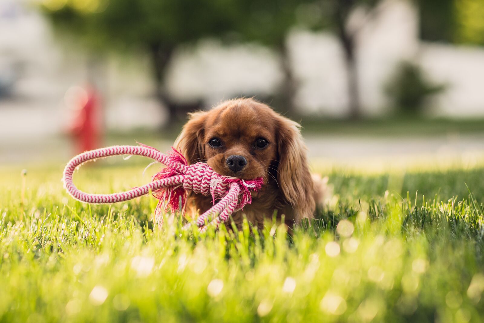 Canon EOS 6D + Canon EF 85mm F1.2L II USM sample photo. Adorable, animal, canine photography