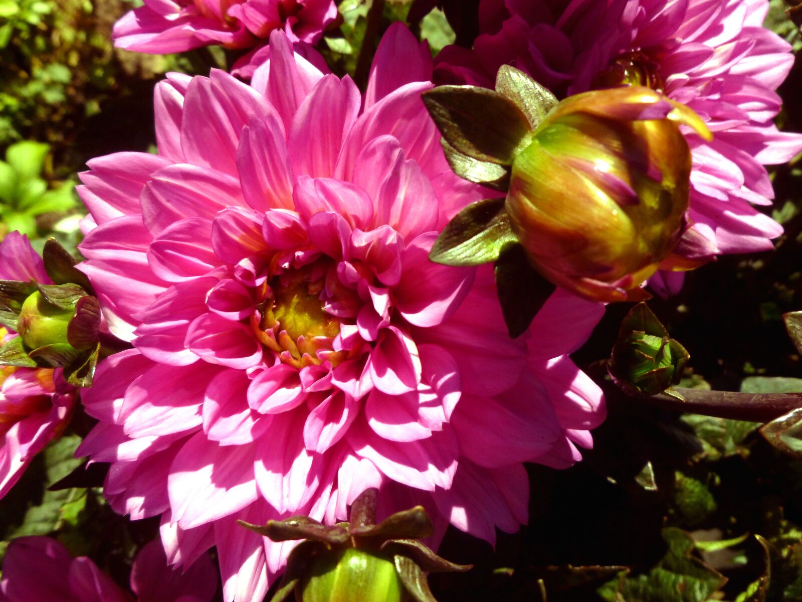 Panasonic DMC-FS37 sample photo. Flower garden flower, plant photography