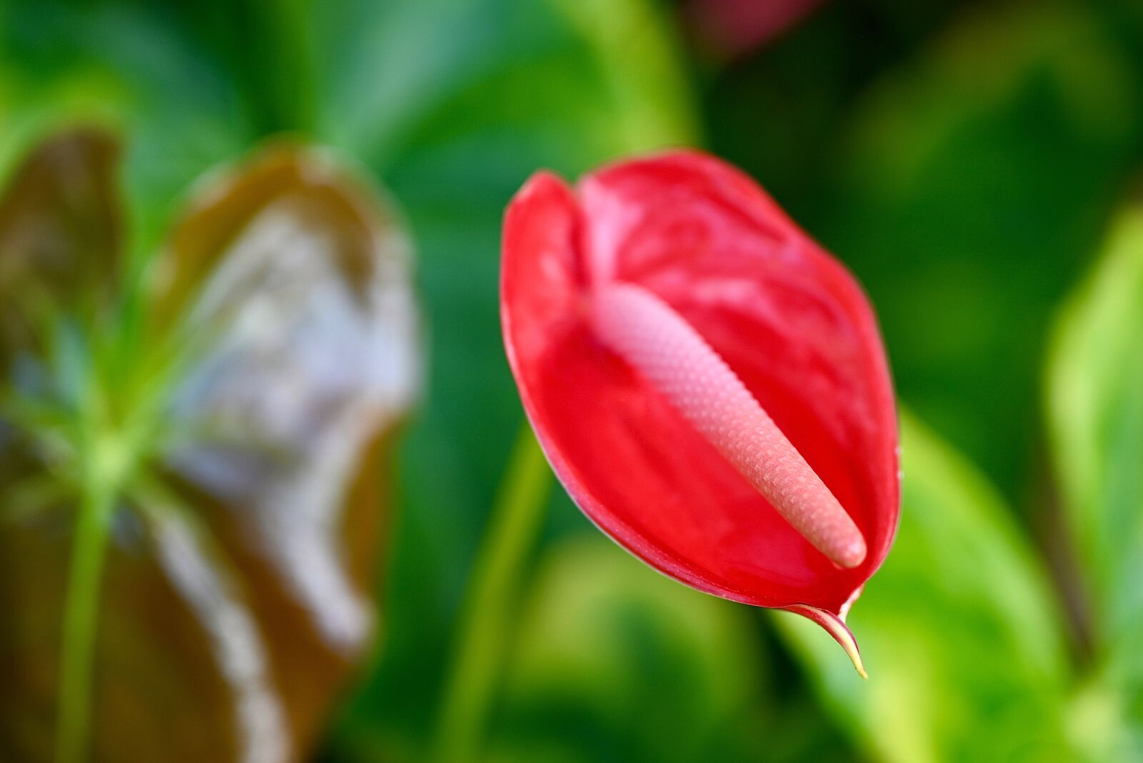 Nikon Nikkor Z 24-70mm F2.8 S sample photo. Flamingo flower, anthurium, red photography