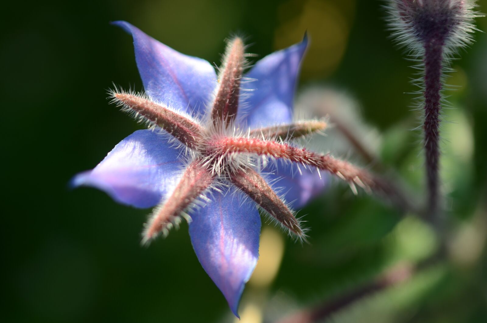 Nikon D7000 sample photo. Flower, natur, spring photography