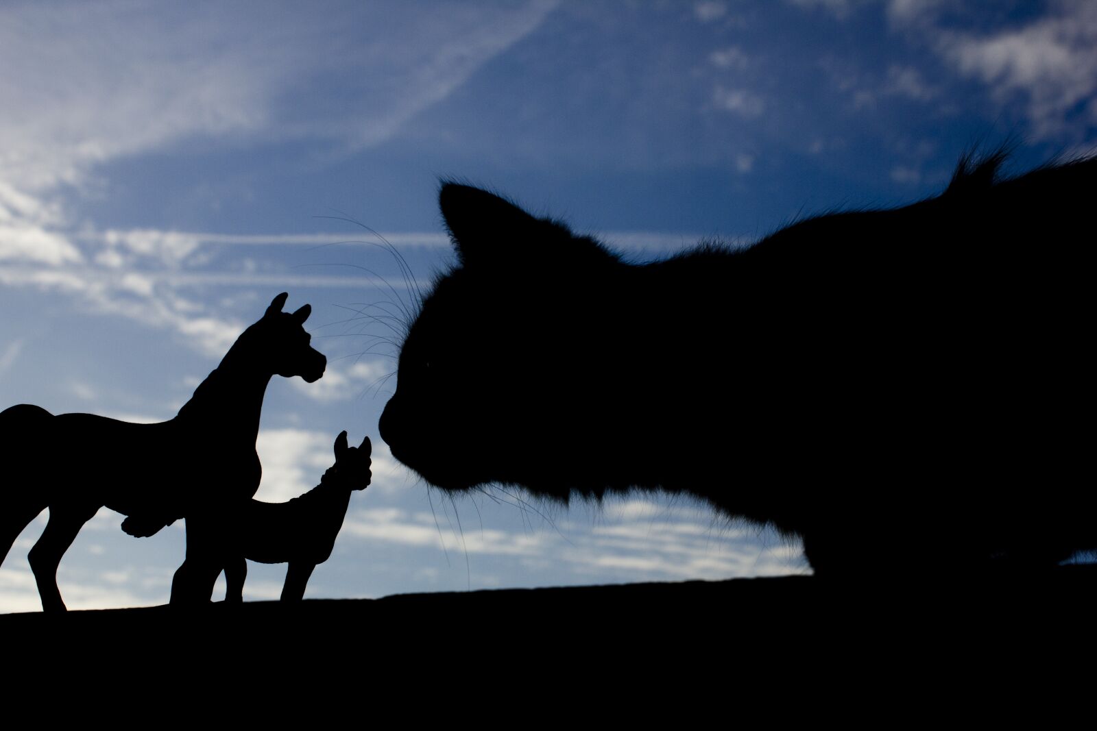 Canon EOS 550D (EOS Rebel T2i / EOS Kiss X4) sample photo. Silhouette, perspective, cat photography