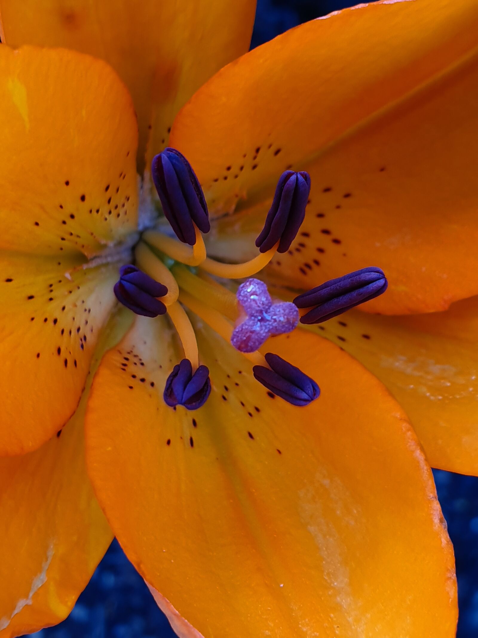 Samsung Galaxy S10+ sample photo. Flower, close up, pistil photography